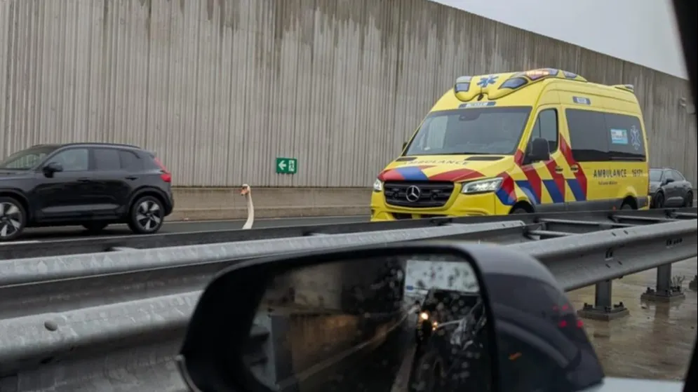 Zwaan legt verkeer stil in Corbulotunnel bij Leiden