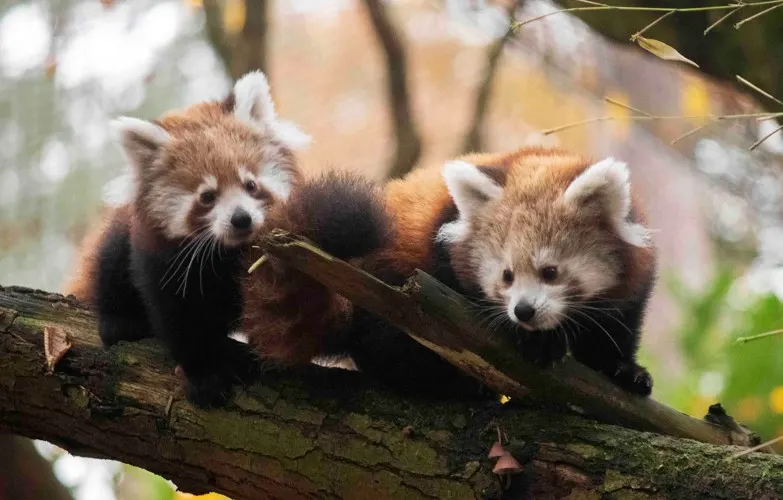 Rode panda's ontsnappen uit verblijf in DierenPark Amersfoort
