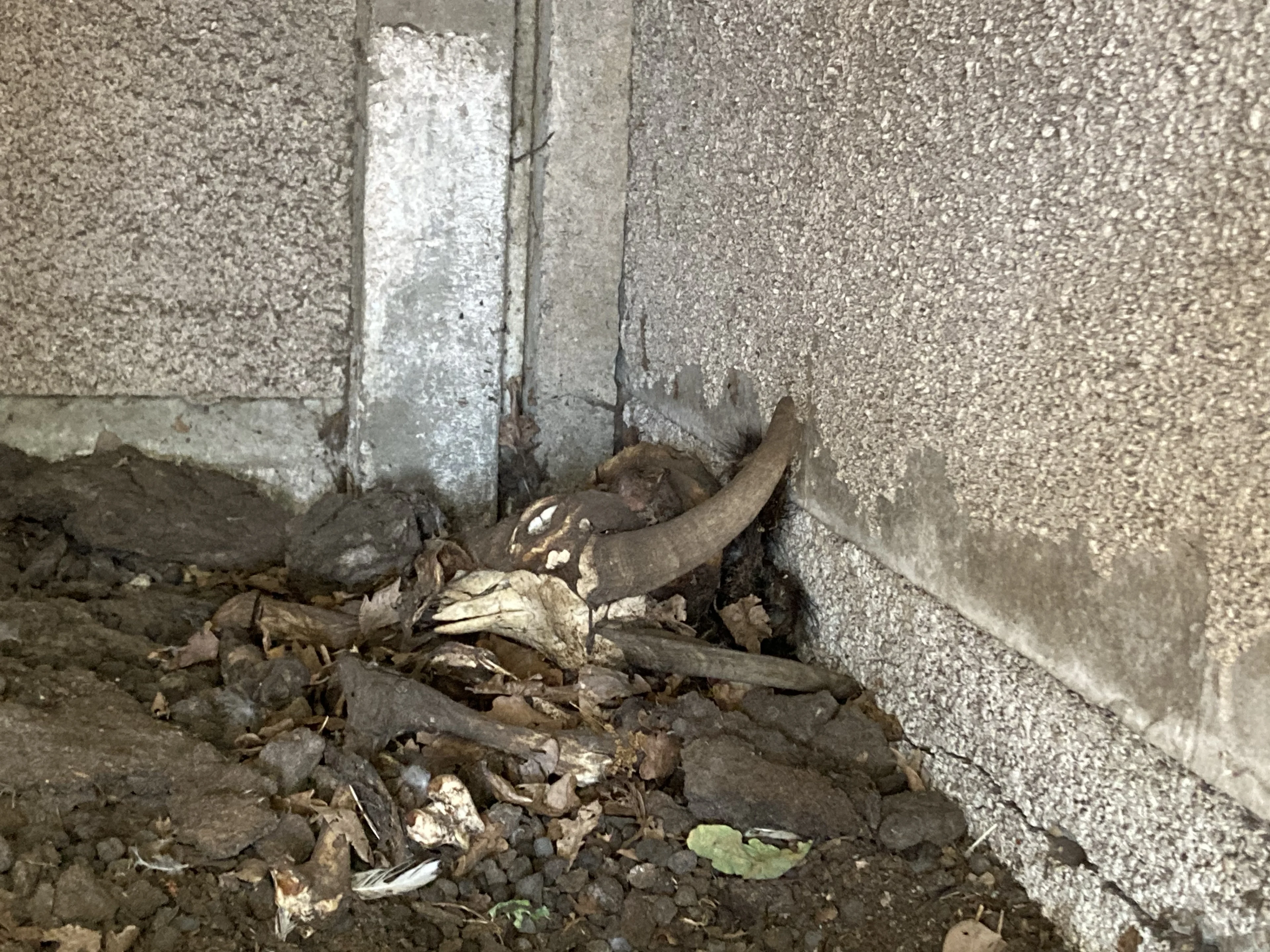 Ruim 80 verwaarloosde dieren in bewaring genomen bij hobbyboer