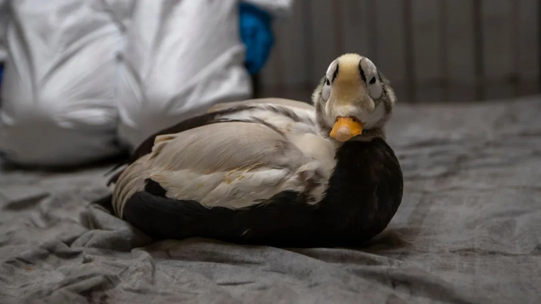 Zeldzame brileider op Texel in kritieke toestand opgenomen