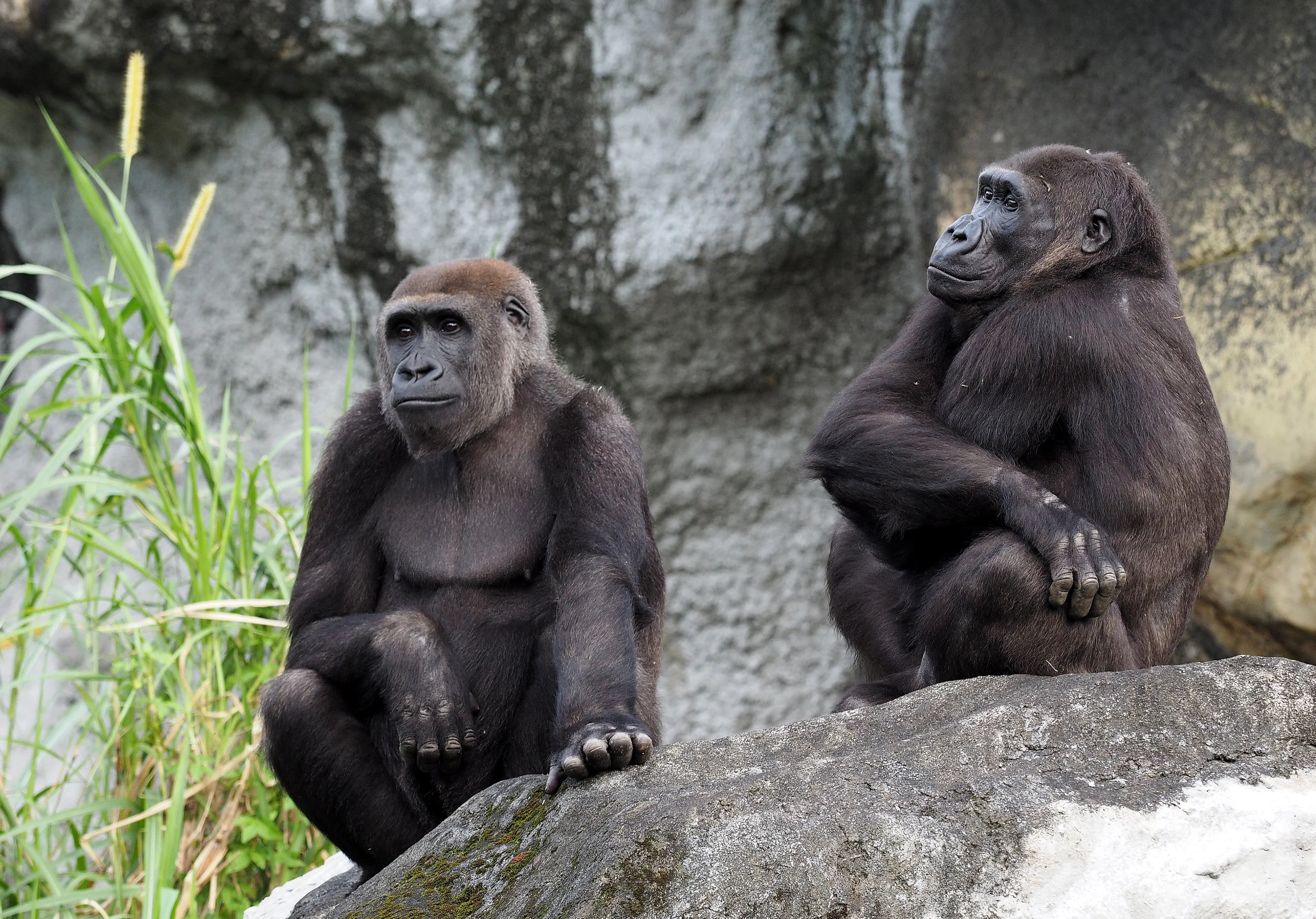 Bewoners Apenheul worden getraind om coronavaccinatie te laten zetten