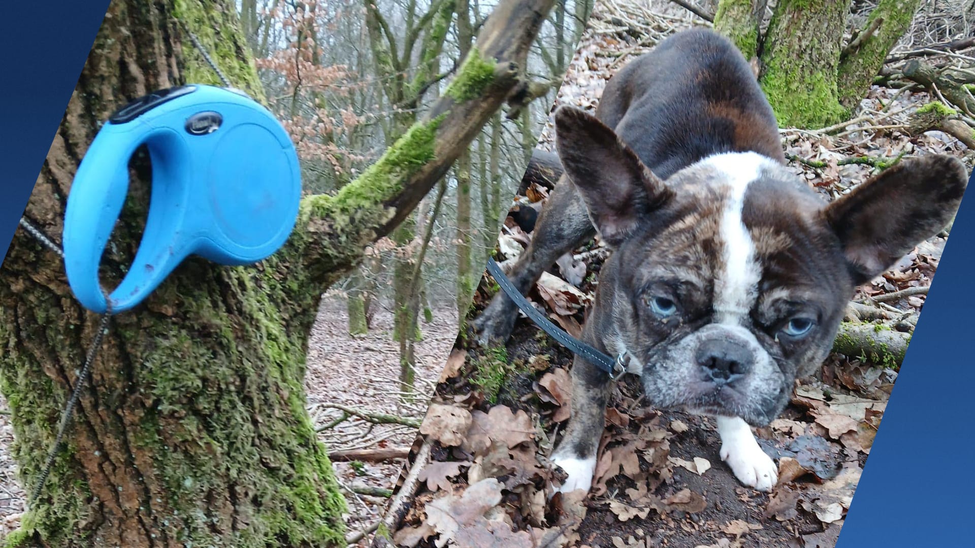 Uitgemergelde Franse bulldog achtergelaten in bos bij Zwolle: 'Hij gromde uit angst'