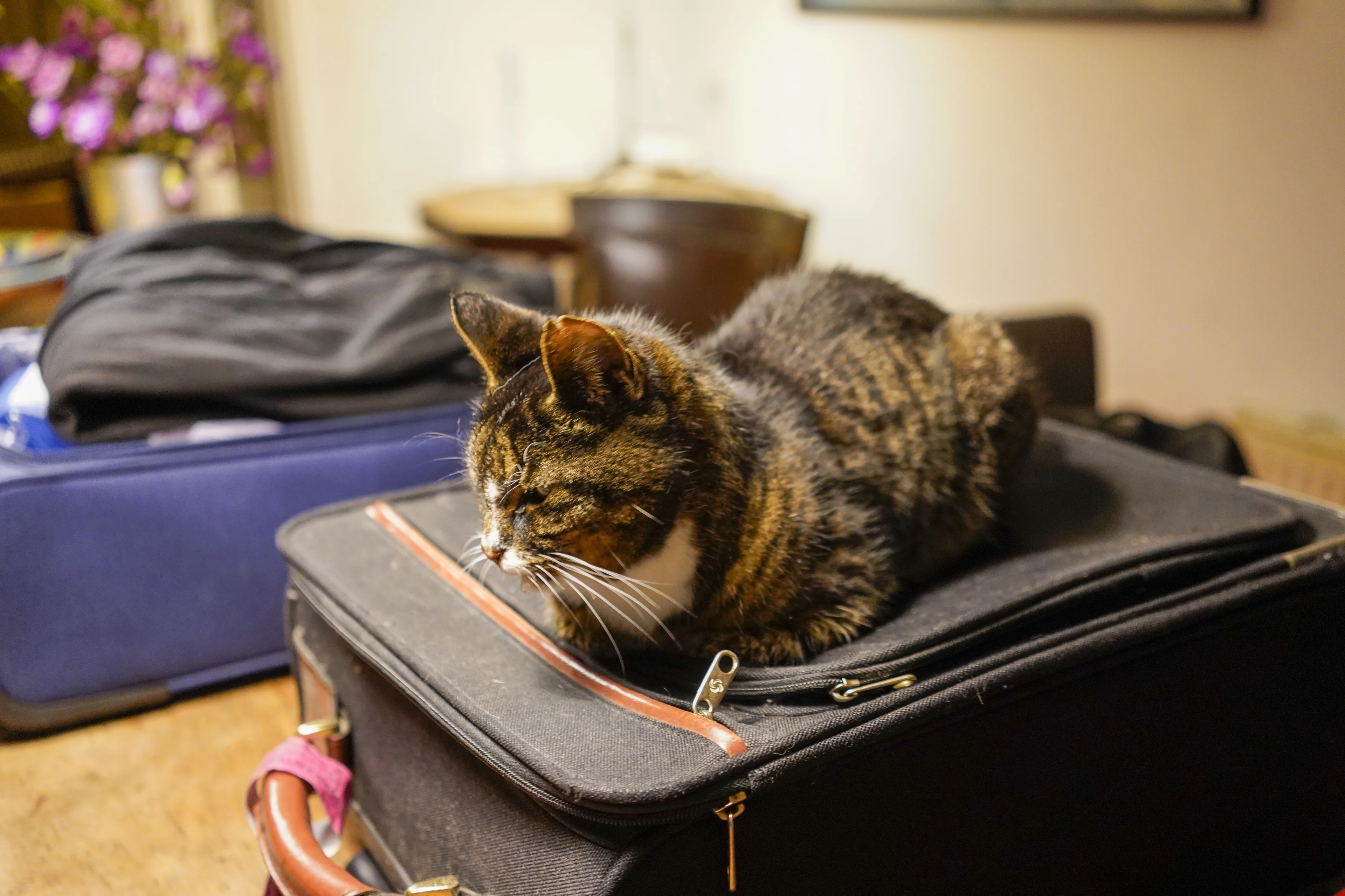 We gaan op reis en nemen steeds vaker mee: Simba, Rex of Vlekje