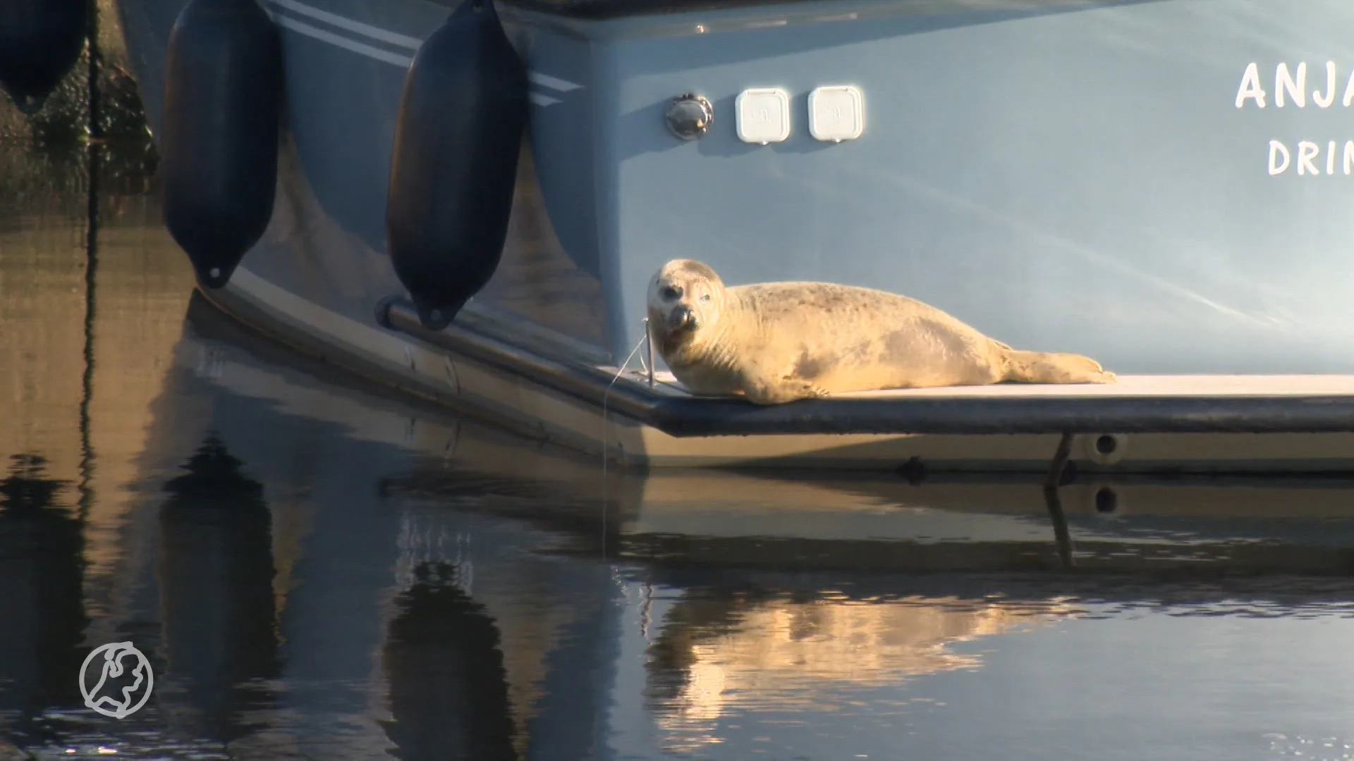 ZIEN: schattig zeehondje rust uit op boot Drimmelen