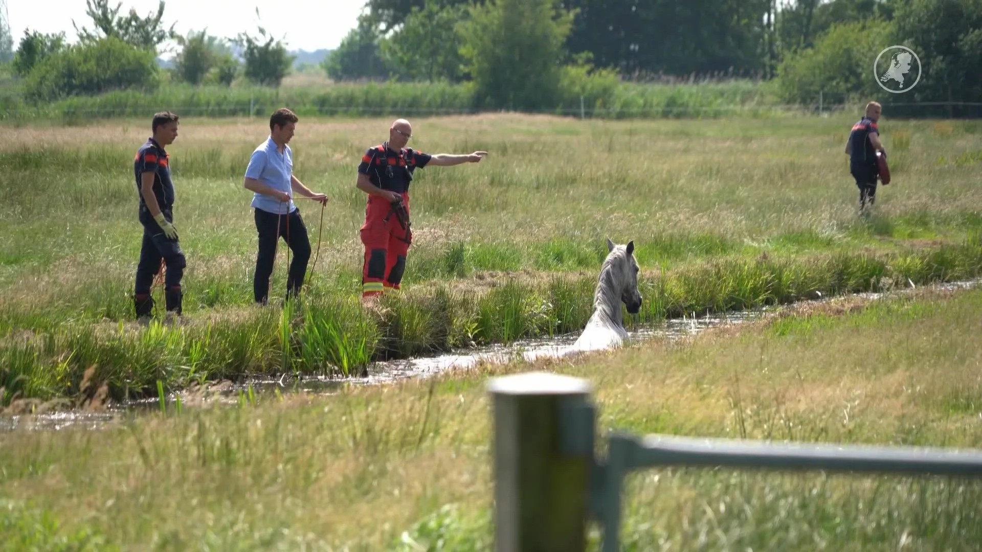 Paard komt vast te zitten in sloot in Peize, brandweer moet dier bevrijden