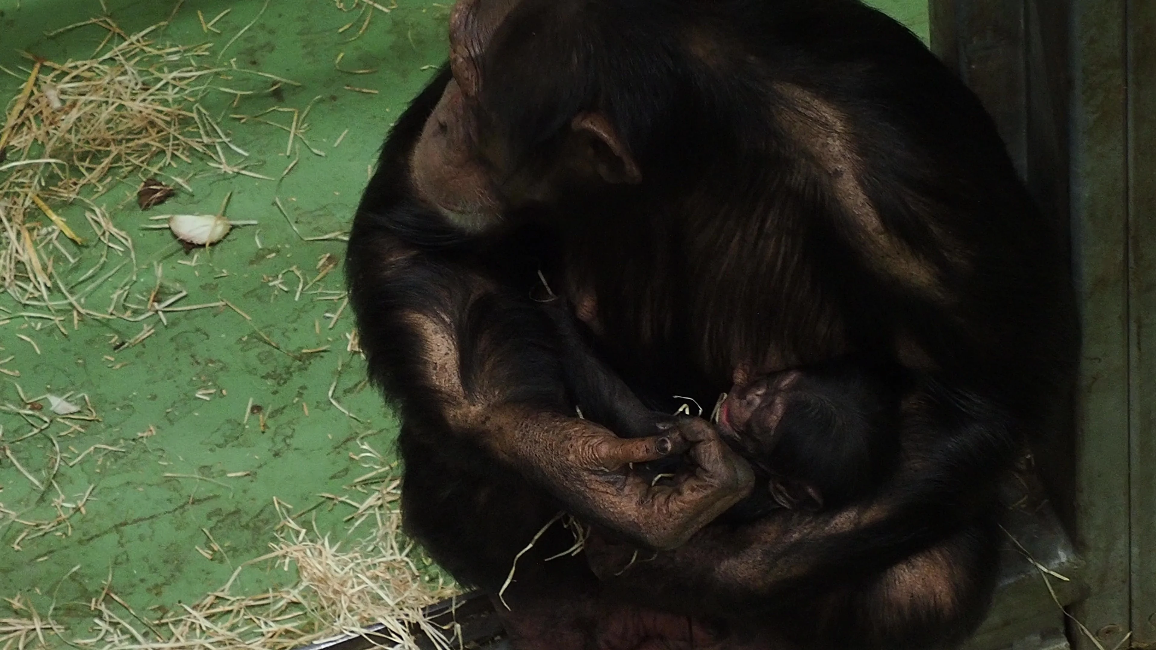 Bijzonder: zeldzame chimpansee geboren in Beekse Bergen