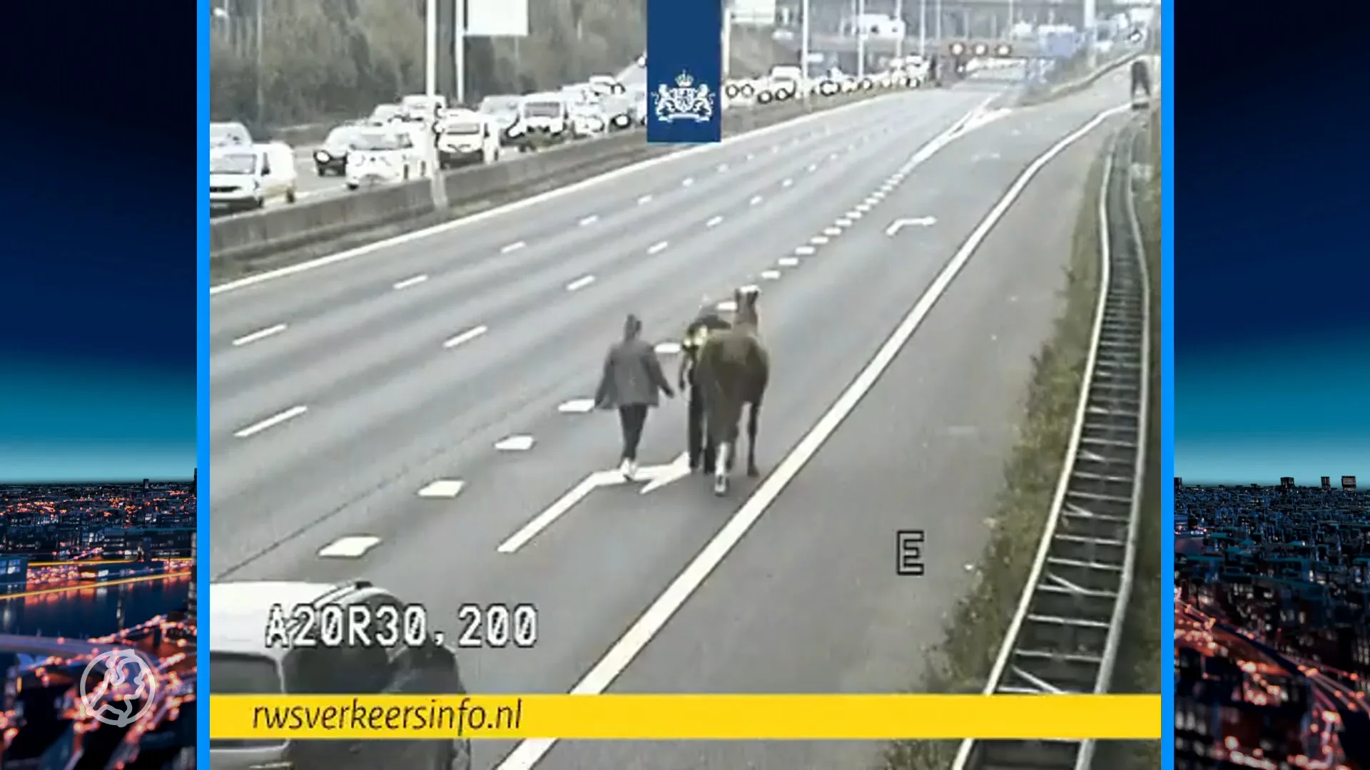 Paard maakt ritje over de A20 bij Rotterdam: 'Hij rende richting de afslag' 