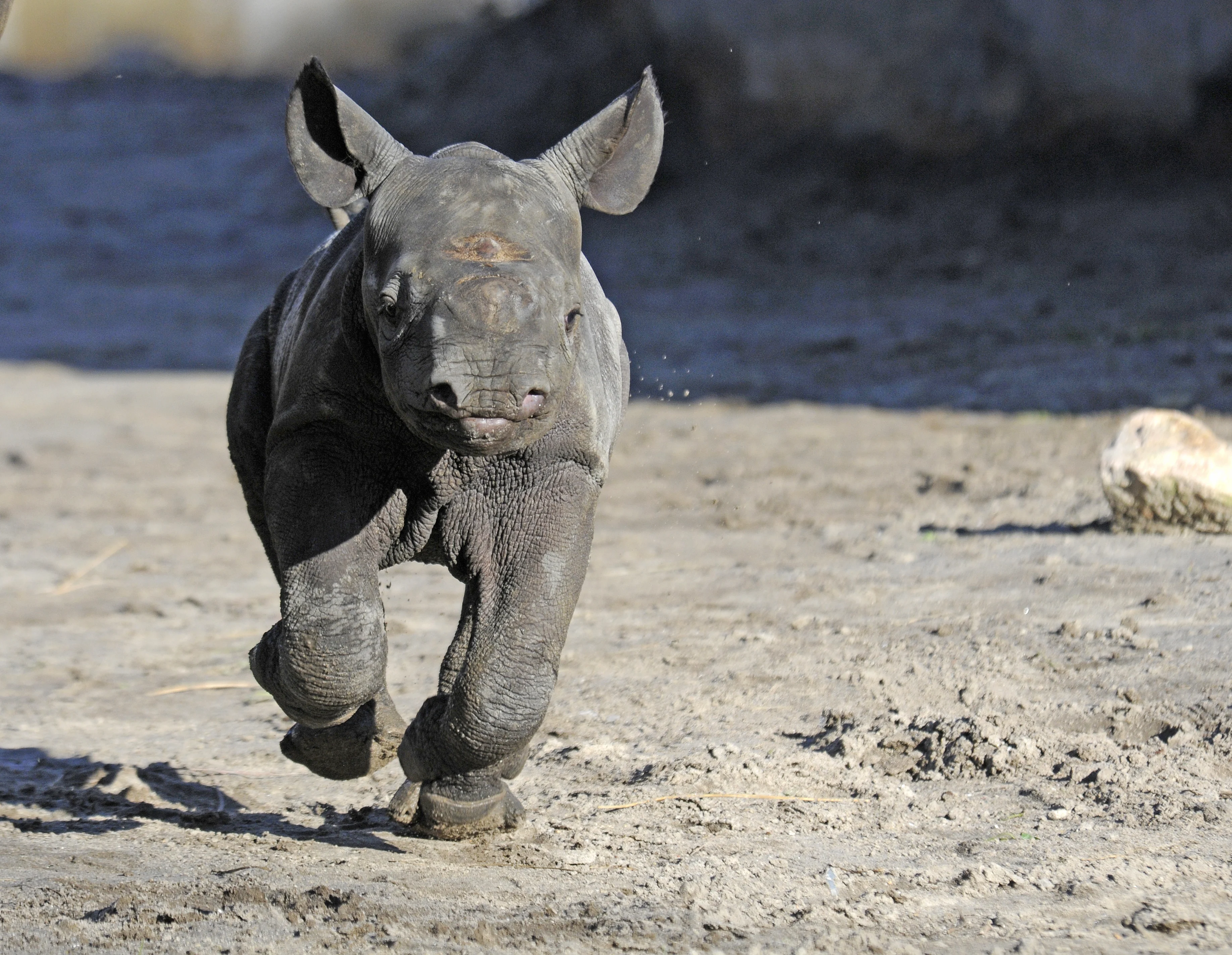 Zwart neushoorntje voor het eerst buiten in Diergaarde Blijdorp: 'Belandde gelijk al in het modderbadje'
