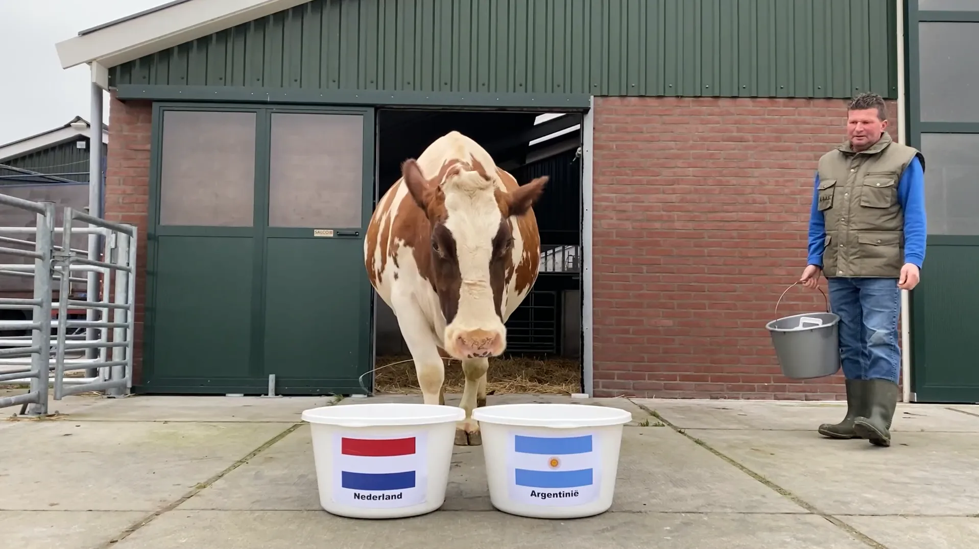 Koe Sijtje doet voorspelling voor WK-kwartfinale: wint Argentinië of toch Nederland?