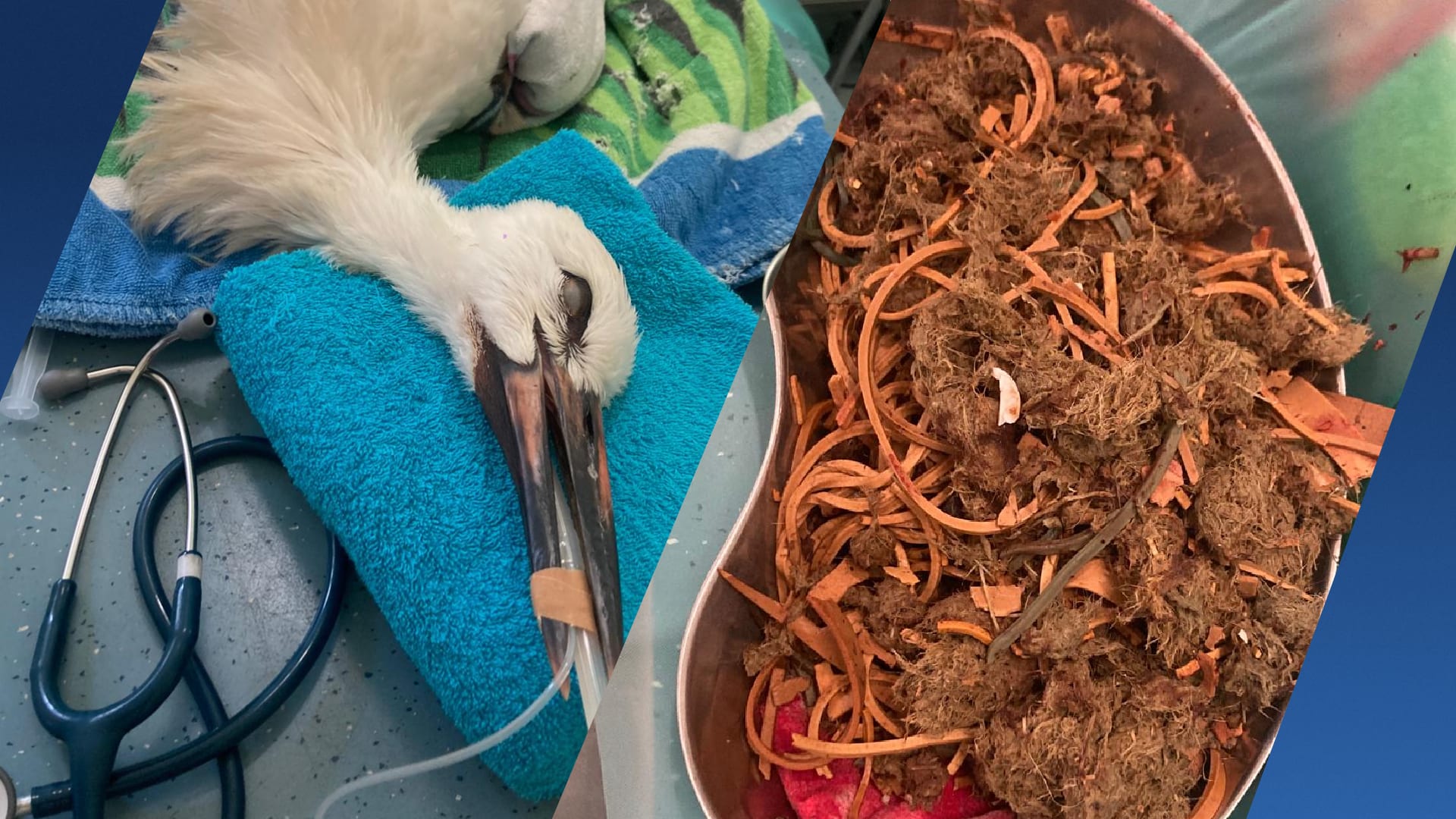 Jonge ooievaar in Rotterdam zit vol met elastiekjes: 'Halve kilo aan kluwen'