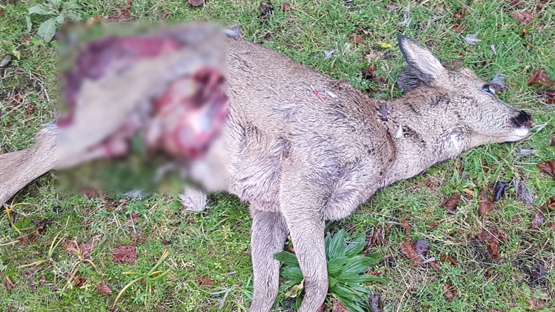 Zorgen om loslopende honden die reeën doodbijten in natuur: 'Dit gaat niet samen'