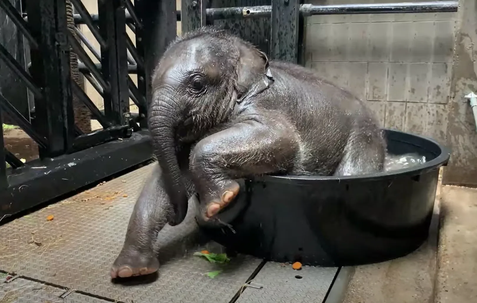 Te schattig! Pasgeboren olifantje uit ARTIS speelt voor het eerst met water