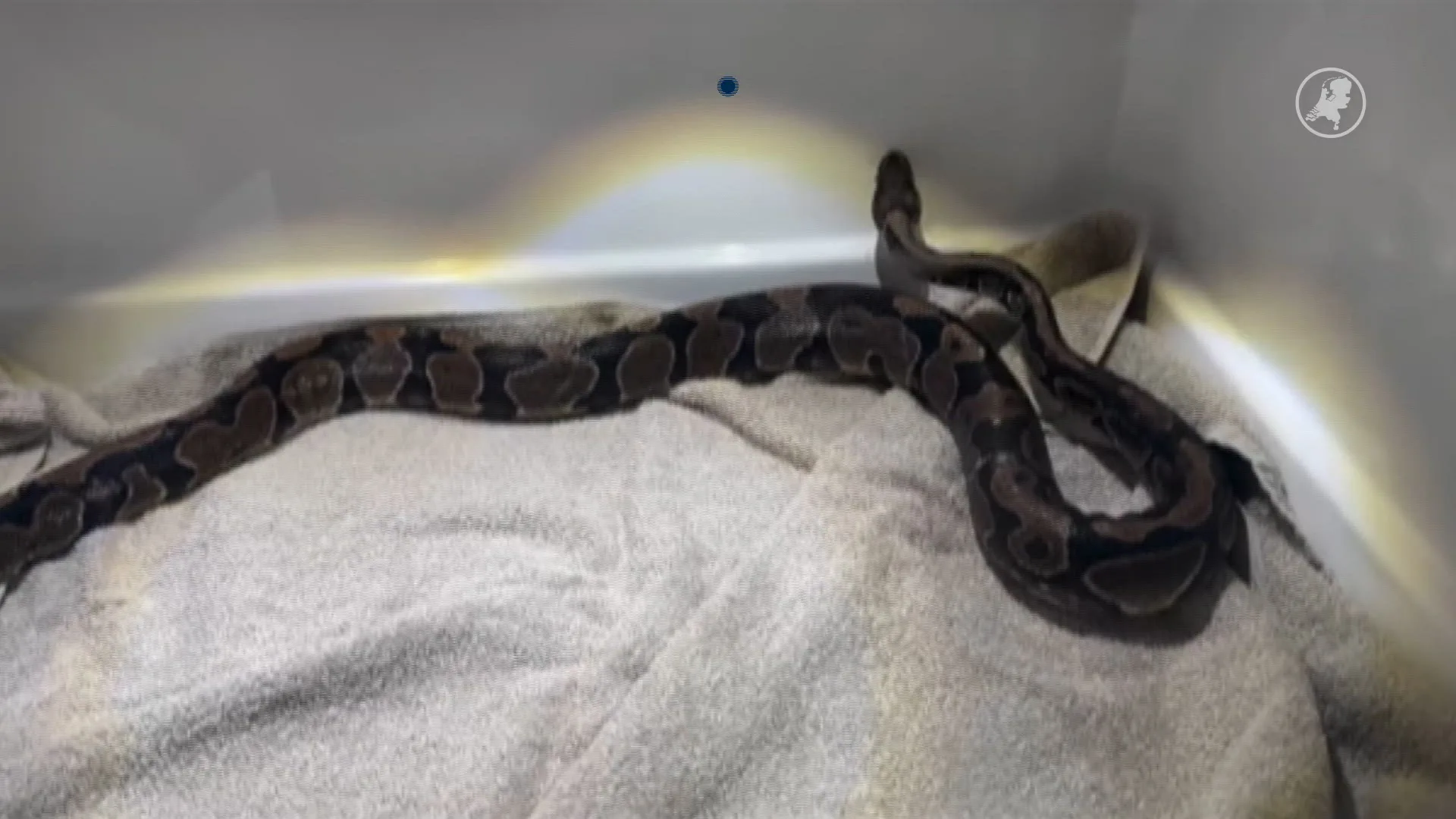 Koningspython verstopt zich in tweedehands bank