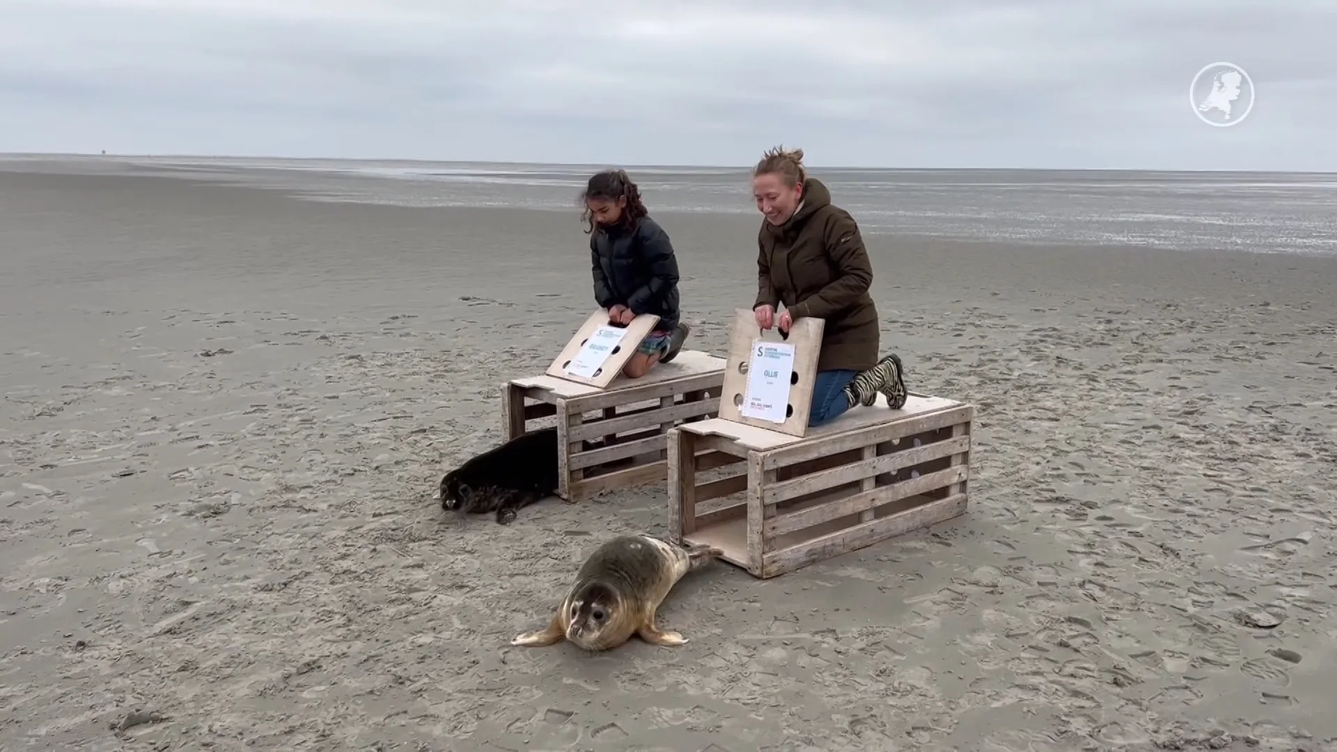 Prachtige beelden: laatste zeehonden vertrekken uit Pieterburen