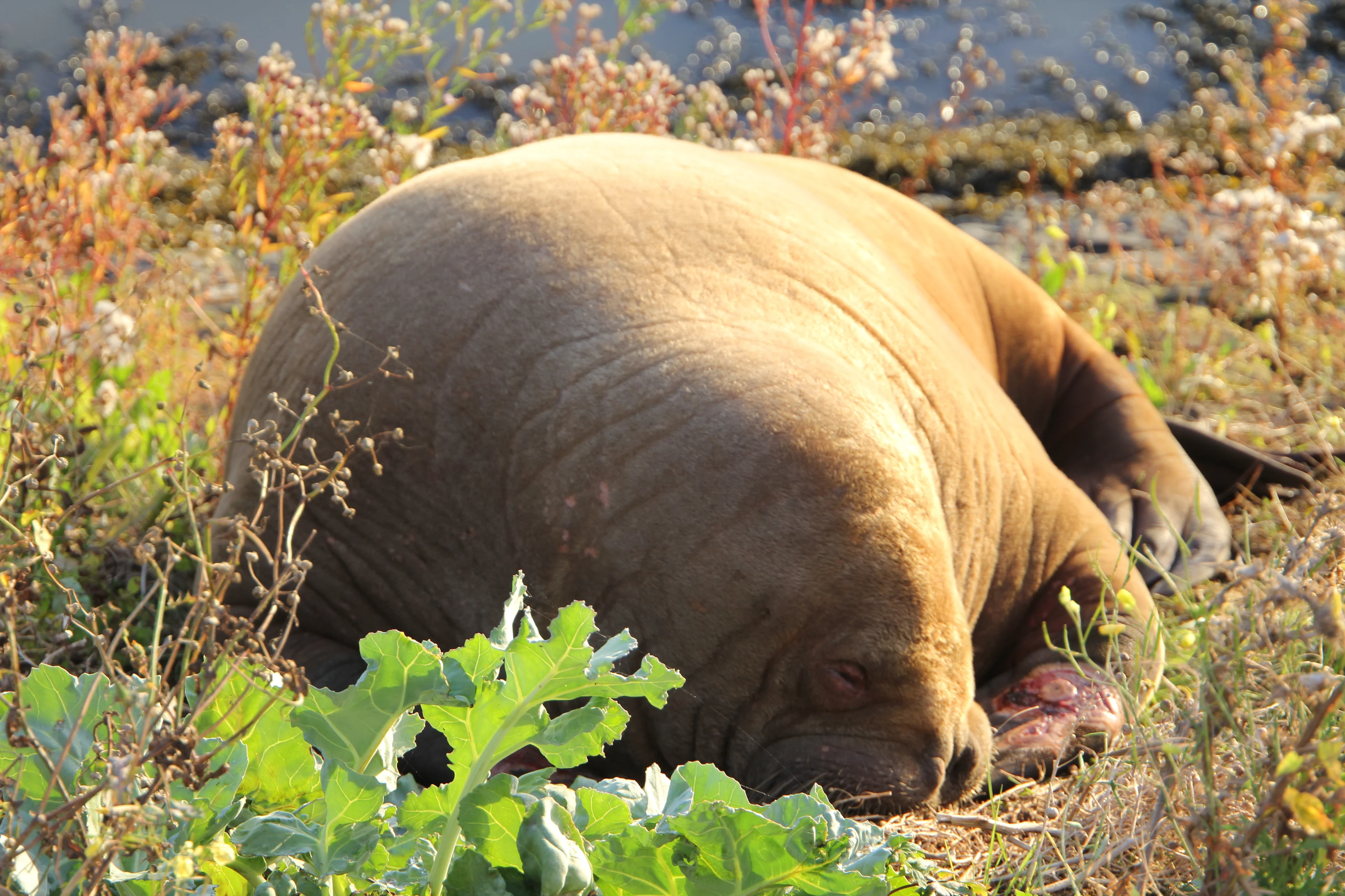 Goed nieuws: gewonde walrus op eigen houtje vertrokken uit Harlingen