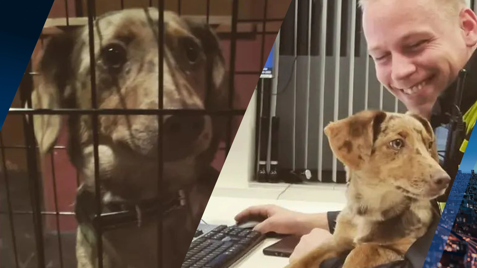 Blaffende hond houdt hele buurt wakker in Middelburg, politie neemt hem mee naar het bureau