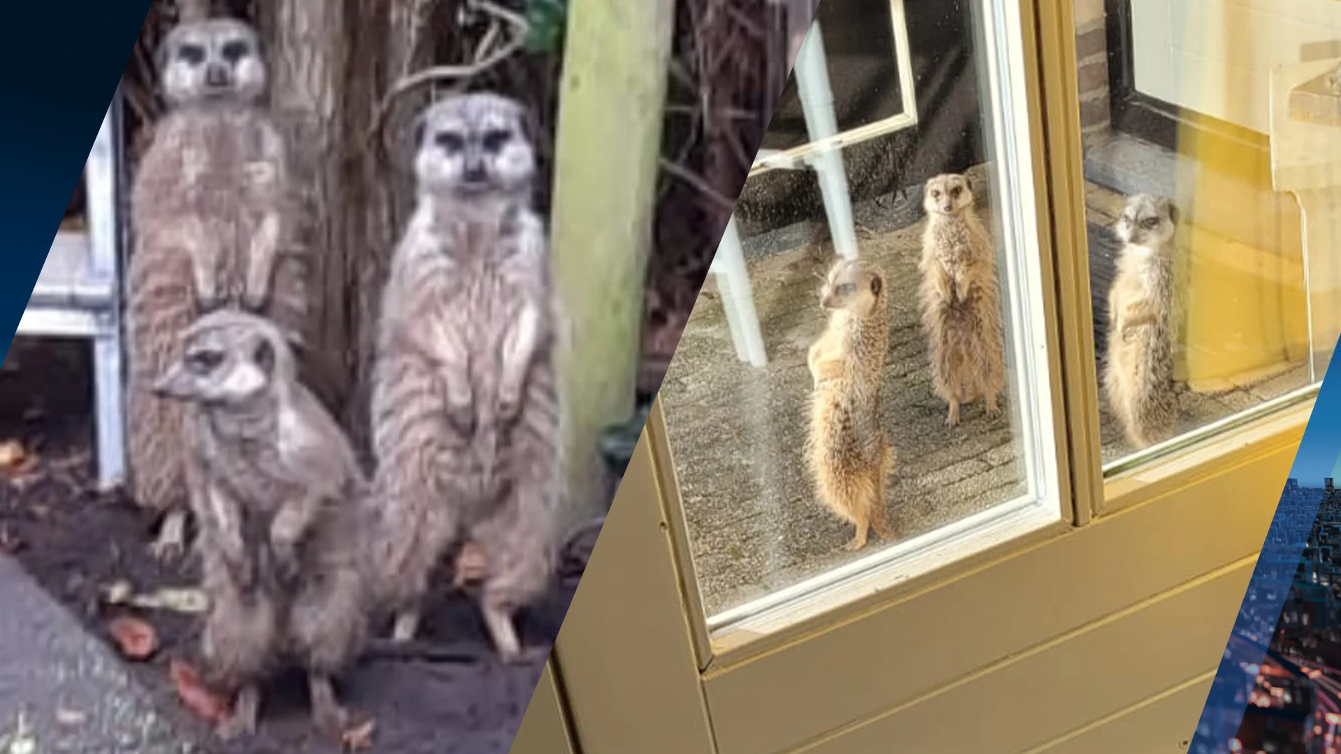 Heel 's-Gravenzande speurt naar drie vermiste stokstaartjes