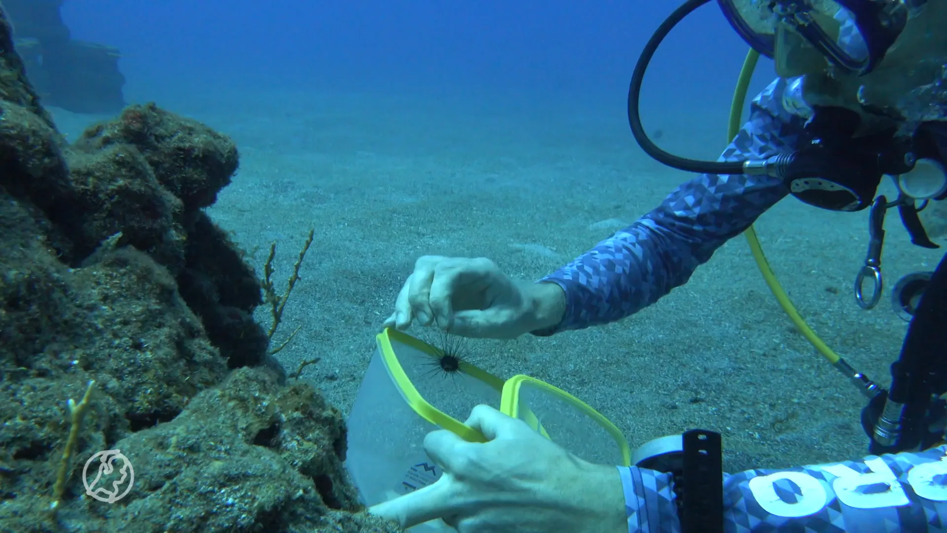 Primeur in Leeuwarden: deze zee-egels moeten het koraalrif gaan redden