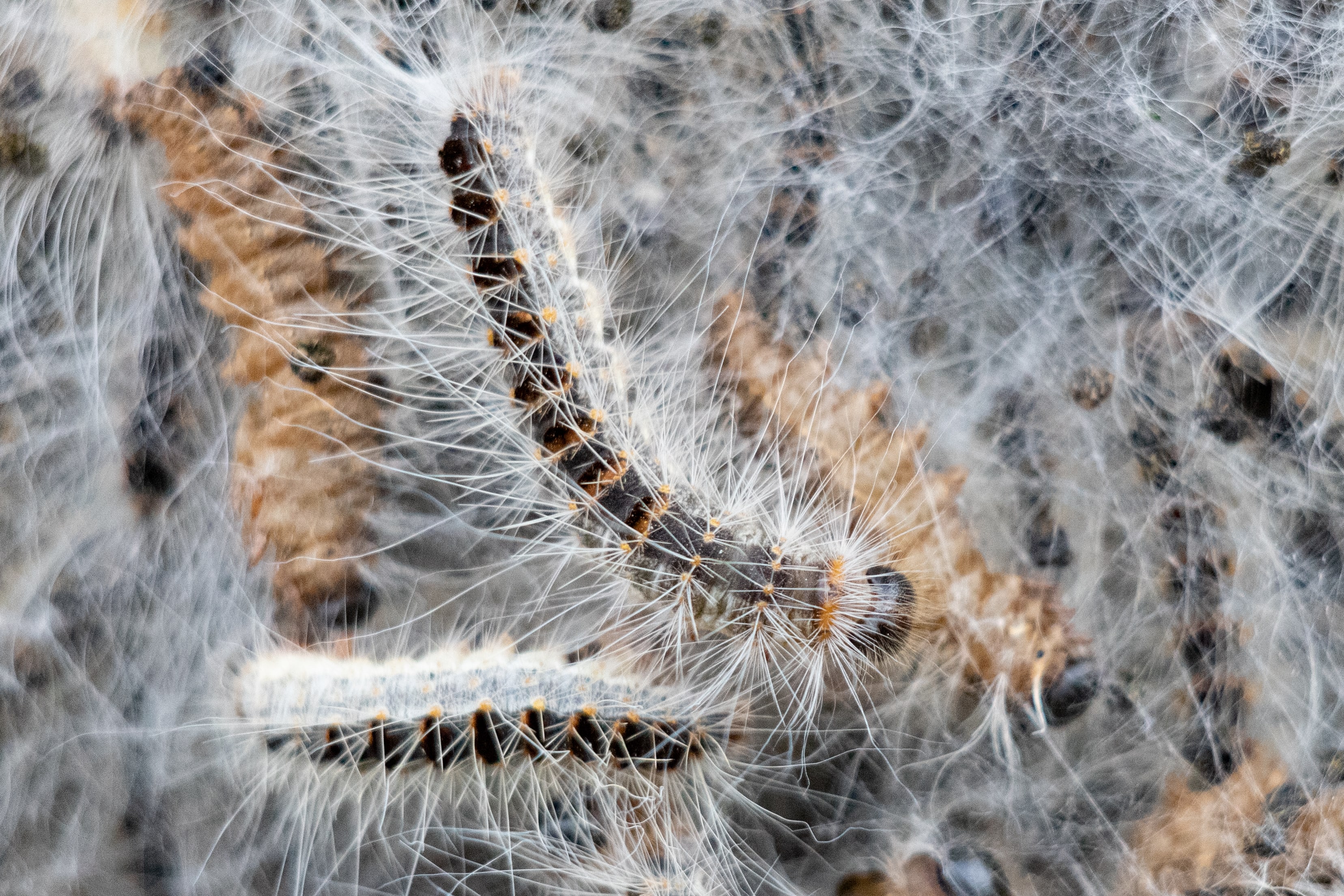 Overlast eikenprocessierups op komst: beestjes kruipen dit jaar ook uit de grond