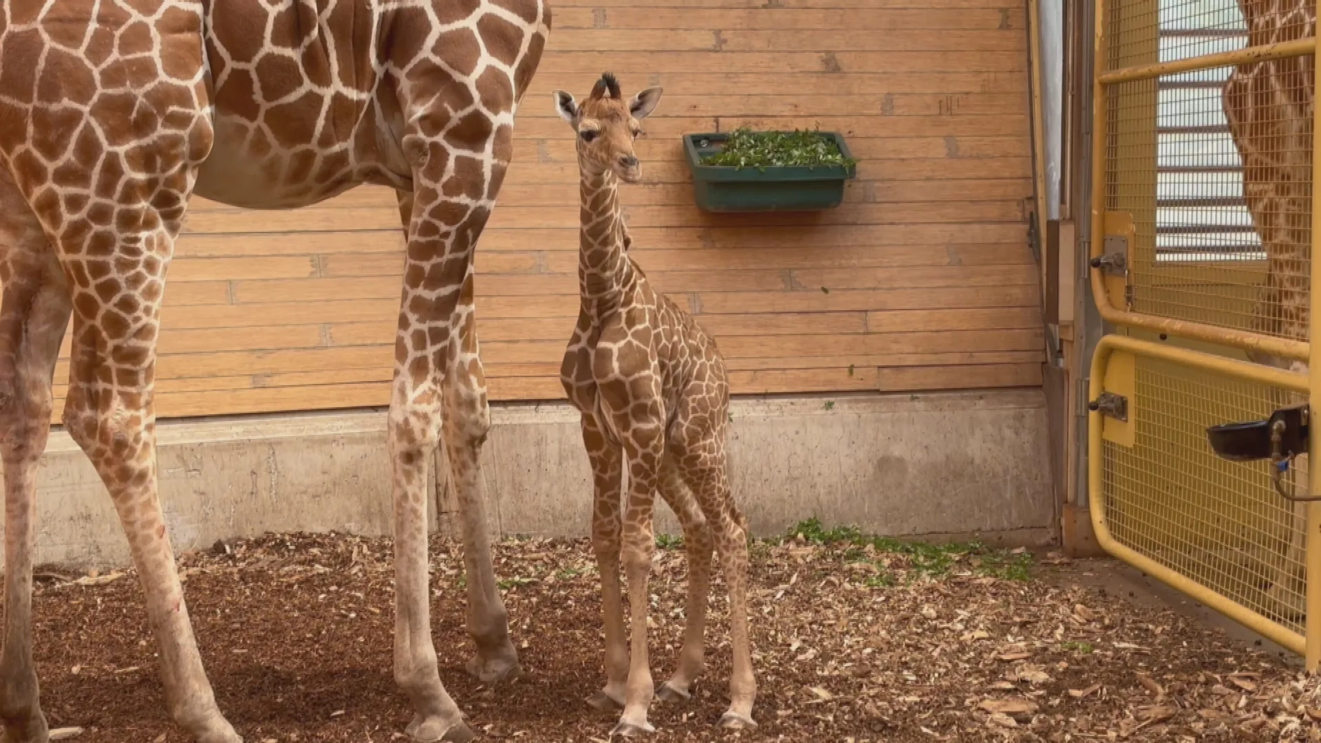 Nieuw leven in Blijdorp: giraffe Maartje bevalt van gezond kalf
