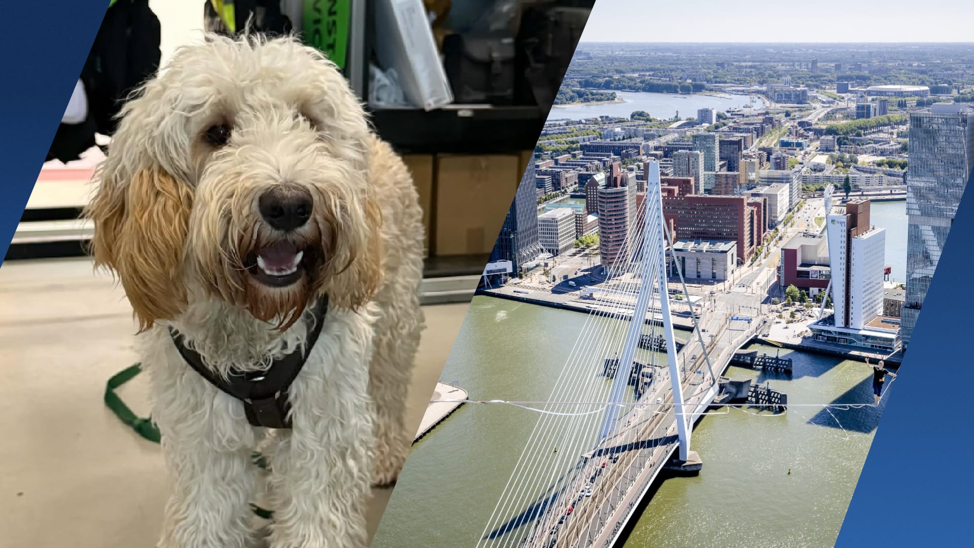 Hond Flos schrikt van vrachtwagen en sprint levensgevaarlijk over Erasmusbrug