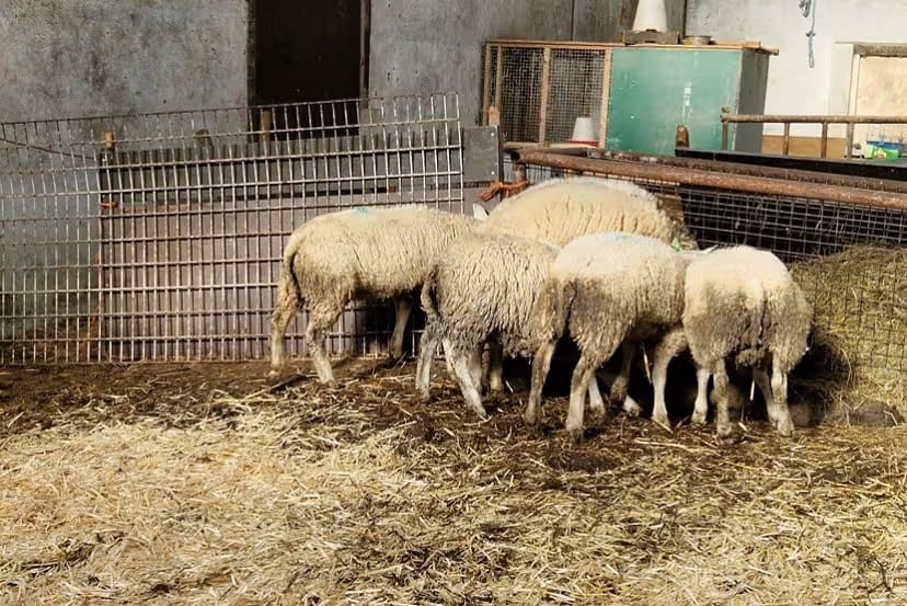 85 schapen in Zuid-Holland ernstig vermagerd en kreupel, NVWA grijpt in