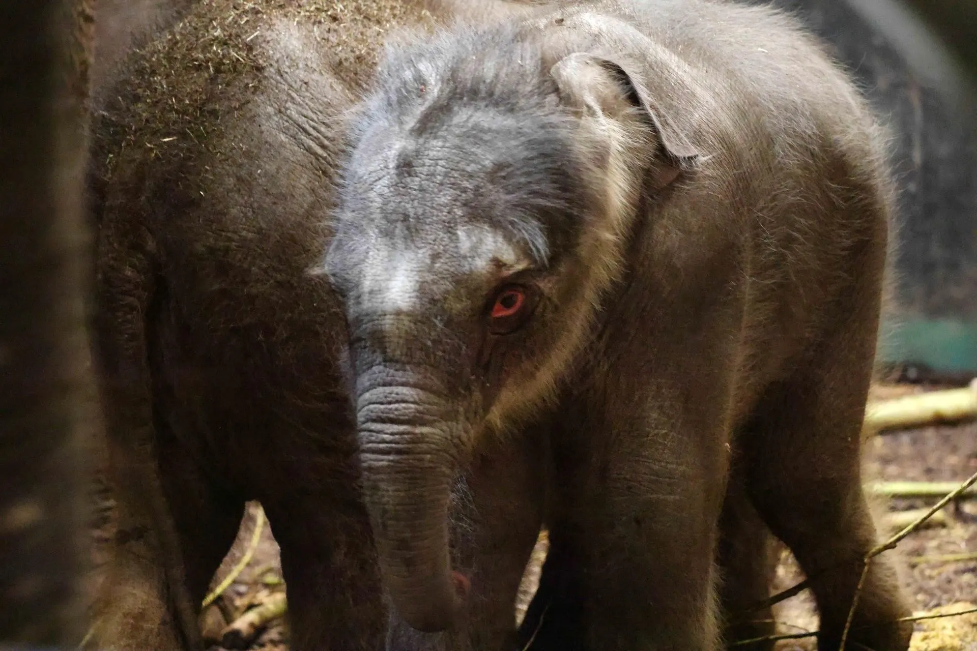 Uniek bij ARTIS: tweede olifantenkalf geboren in paar weken tijd