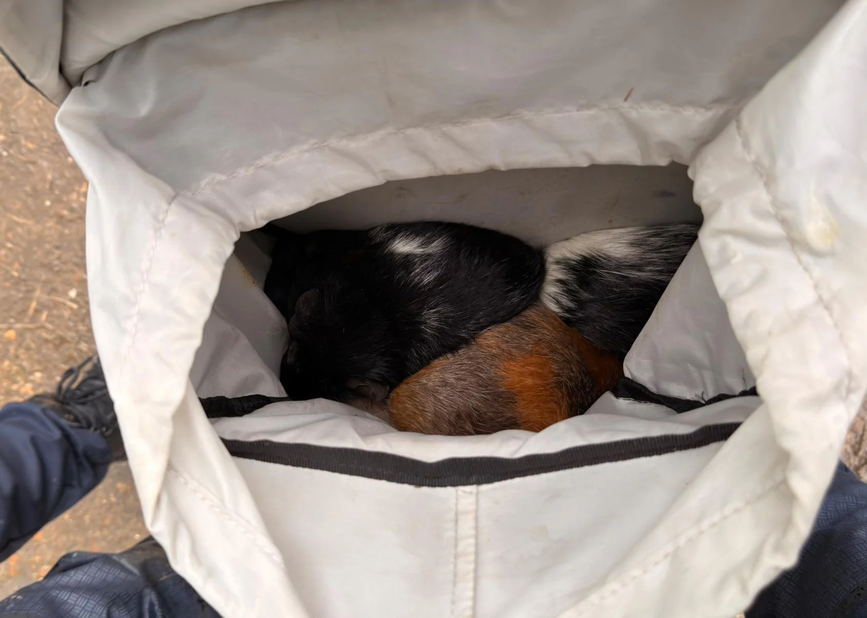 Meerdere cavia's langs de weg gedumpt in Limburgse Echt