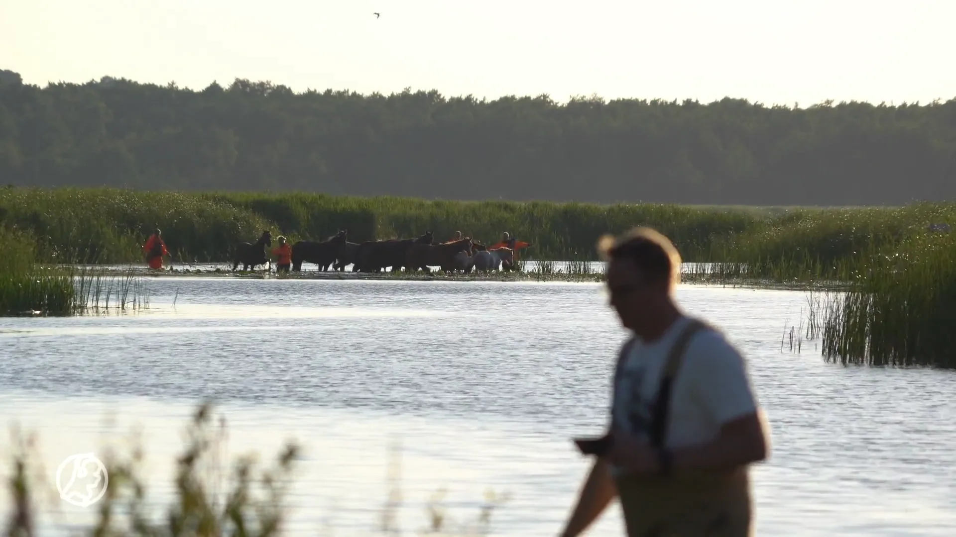 Ontsnapte paarden verstoppen zich en houden hulpdiensten urenlang bezig: 'Geen paard te bekennen'