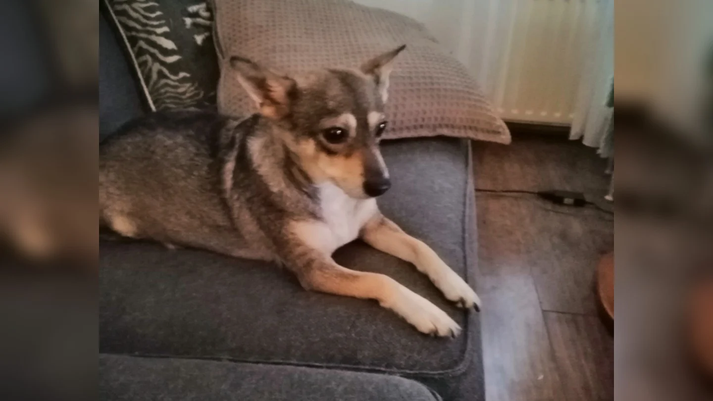 Erna’s hondje Hope grijpt giftige cobra tijdens het uitlaten: 'Ze werd helemaal gek'