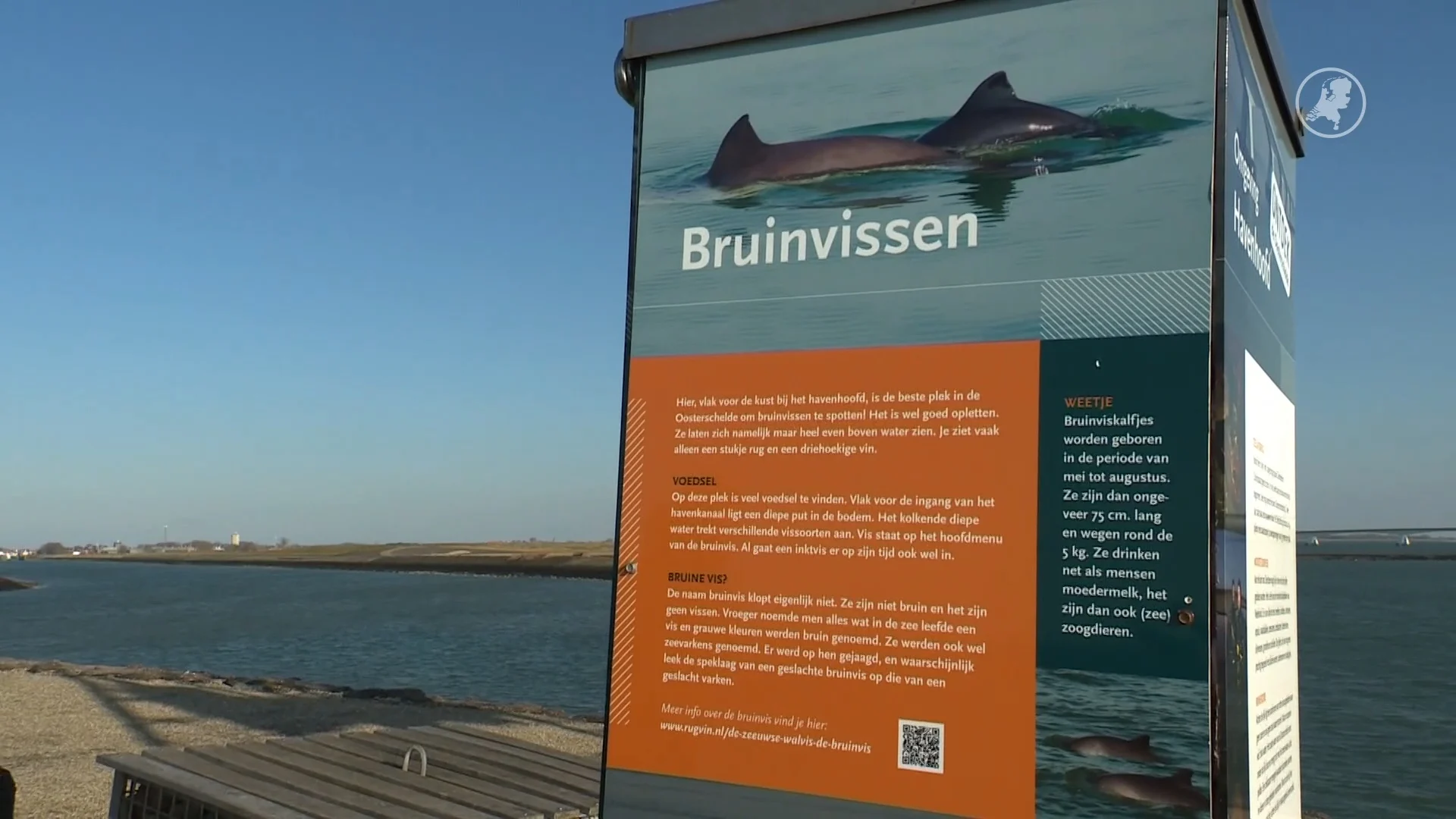 Stichting Rugvin lanceert op Walvisdag adoptieprogramma voor bruinvissen