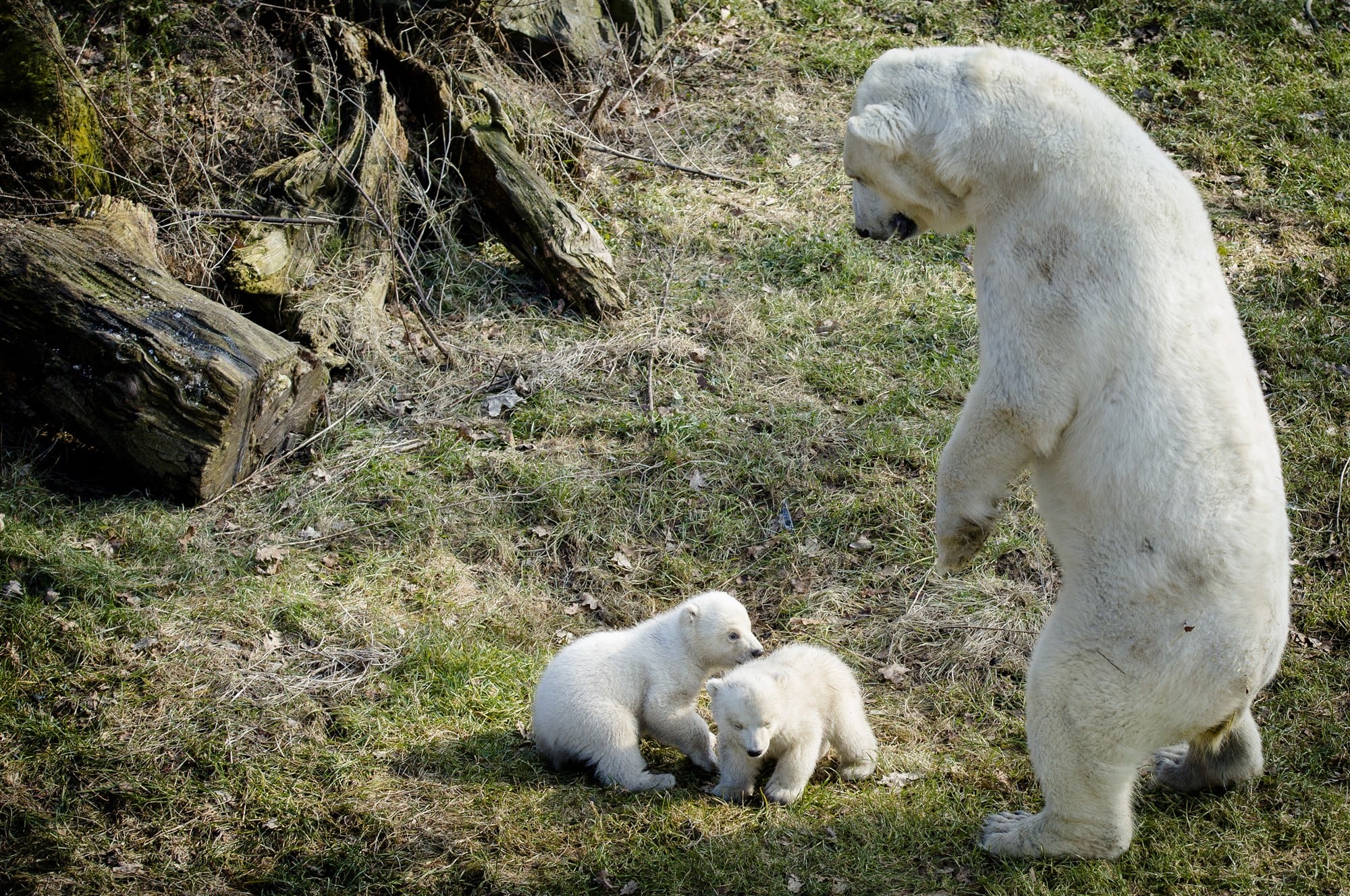 IJsbeertje Yura overleden door wilde speelpartij met zus