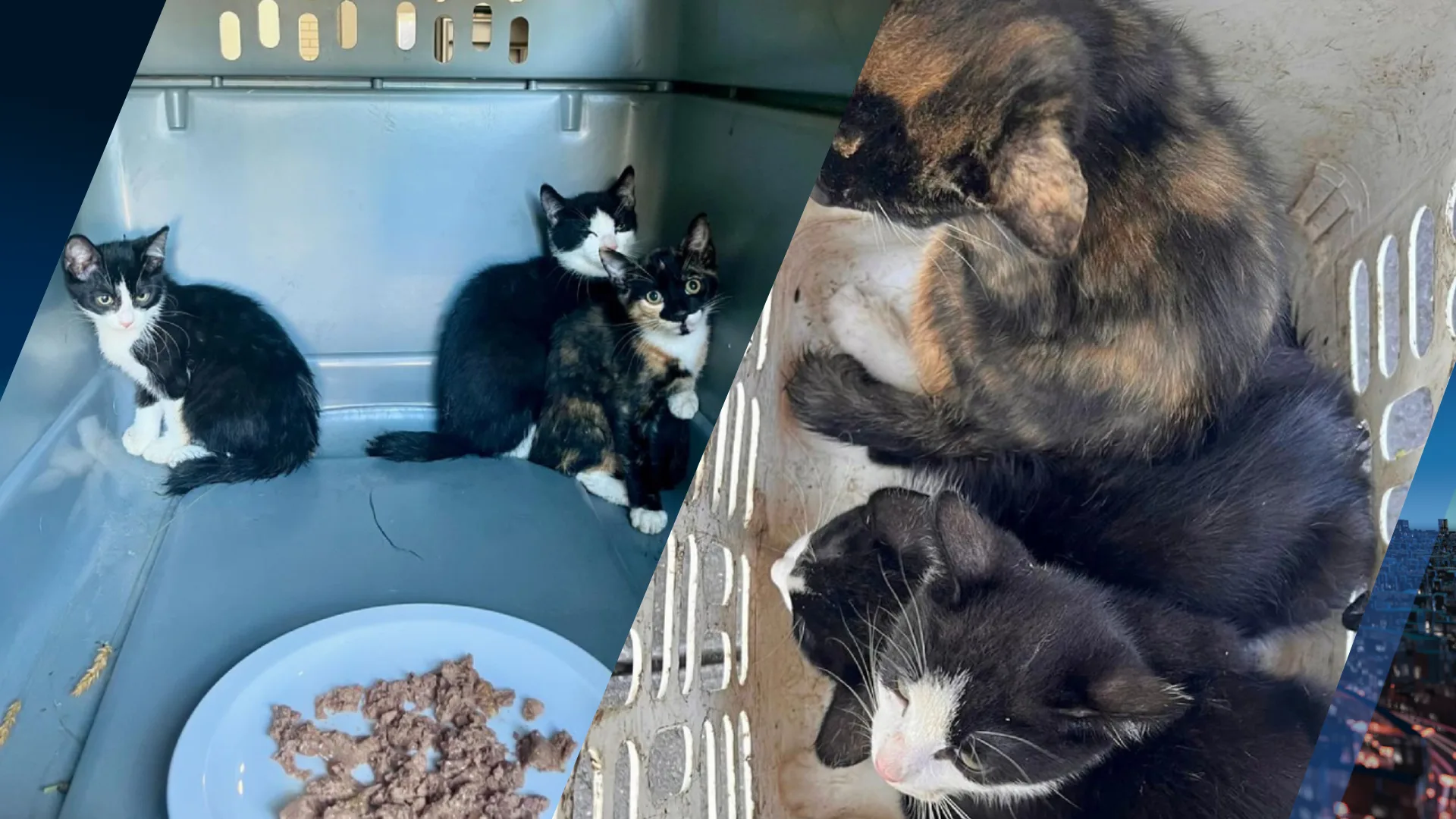 Drie kittens gedumpt in wasmand in Tilburg: verdachte opgepakt