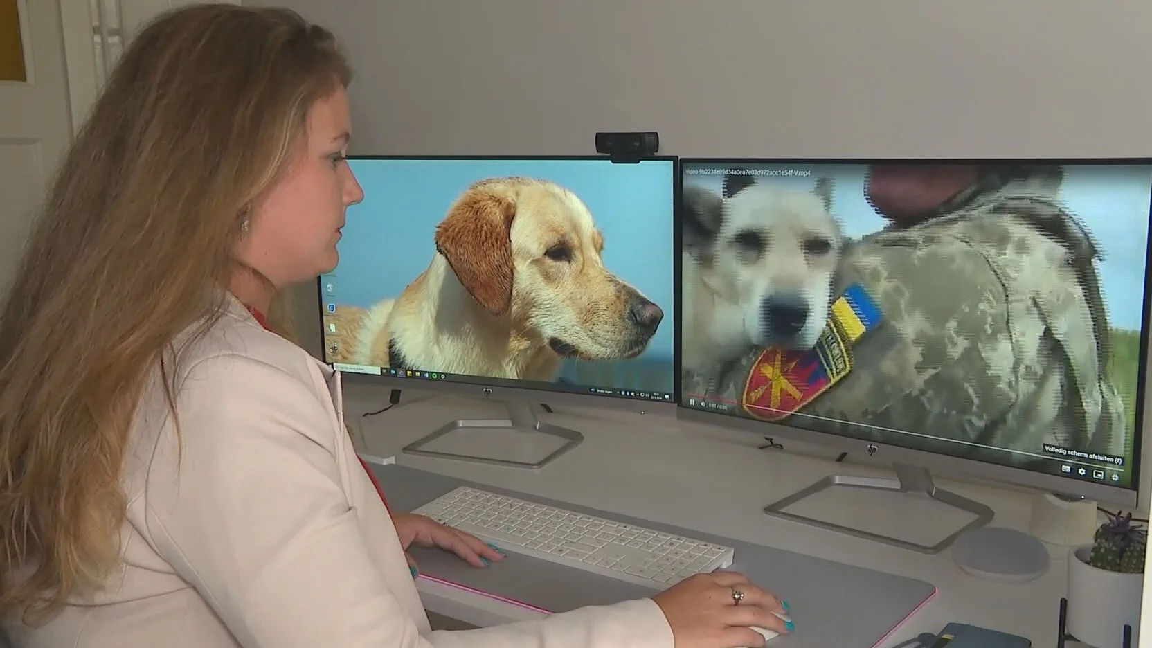 Met Nederlandse hulp: noodhospitaal voor dieren bij frontlinie Oekraïne