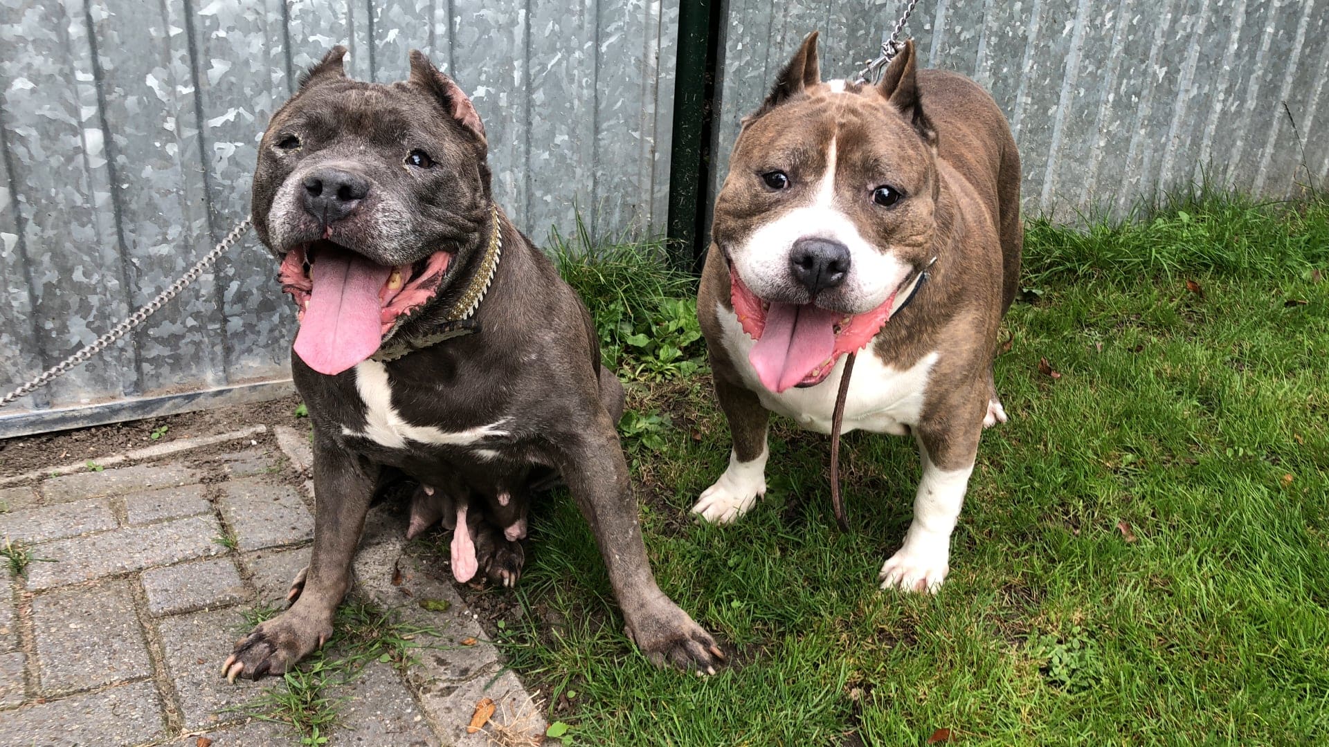 Twee honden vastgebonden en moederziel alleen achtergelaten in Schiedam