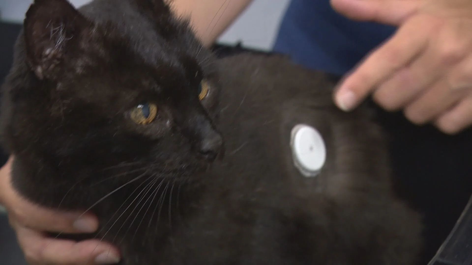 Diabetesapparaatje voor mensen werkt ook bij katten: 'Breekt mijn hart als mensen hun kat laten inslapen' 