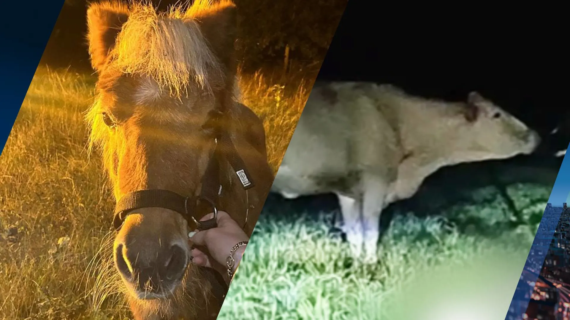 Marcella moet even twee keer goed kijken: 'Staat er nou een koe in de voortuin?'