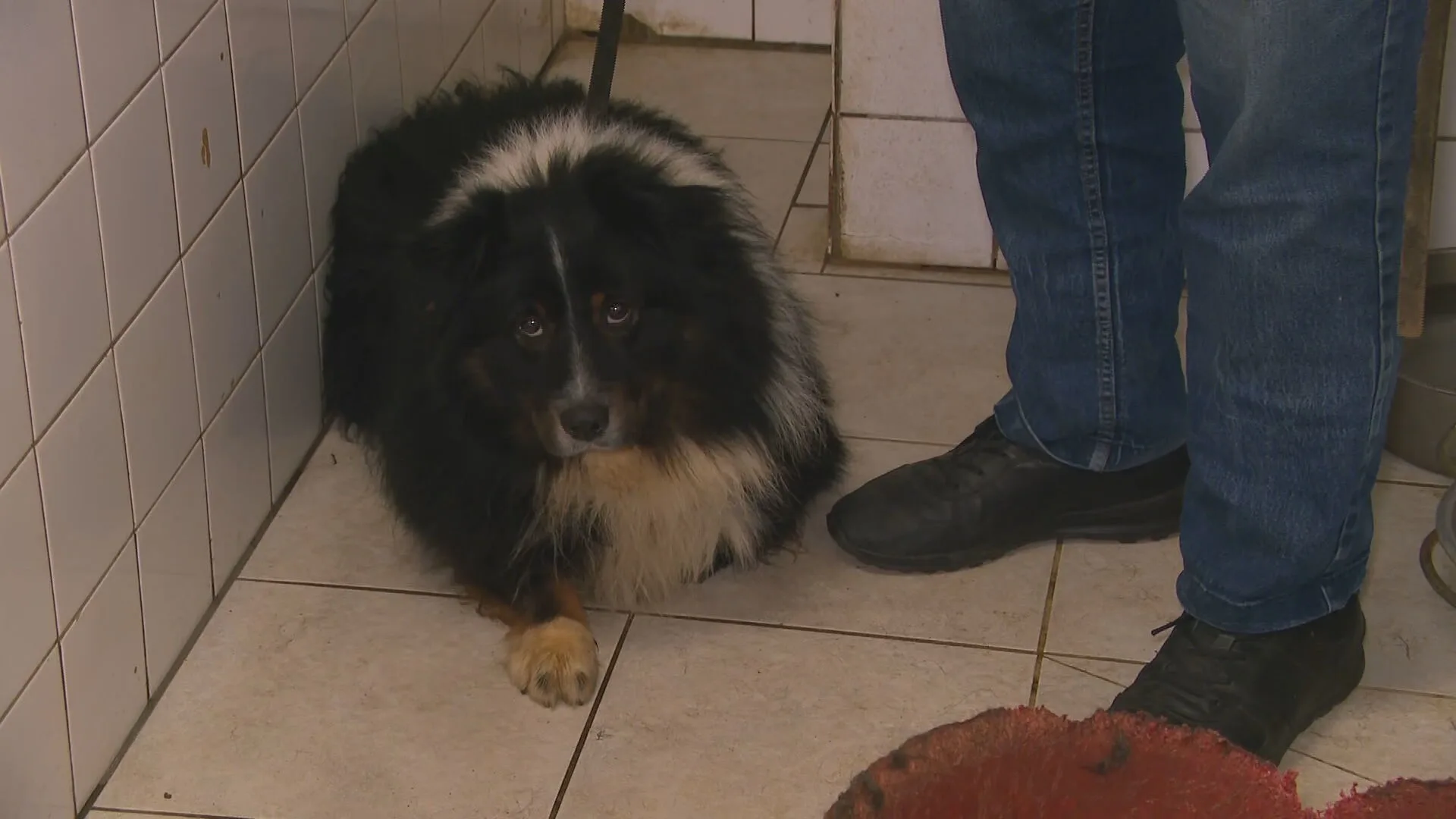 'Het klikte meteen': hond Snoetje heeft éindelijk een nieuw thuis