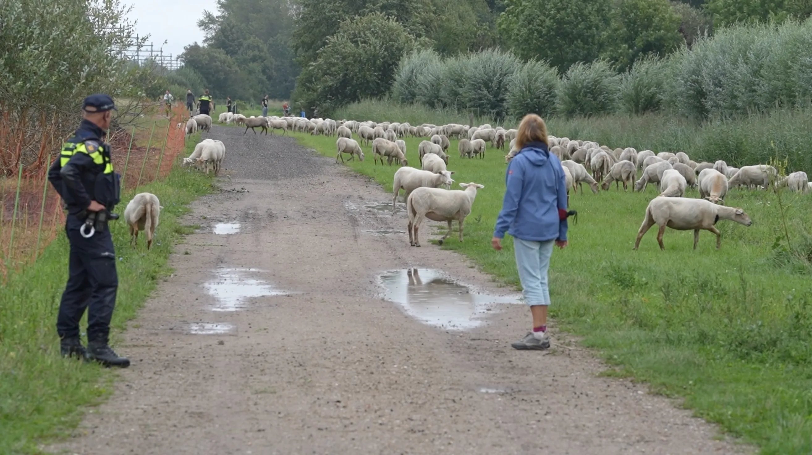 Politieagenten vangen geen boeven, maar losgebroken schapen in Weert