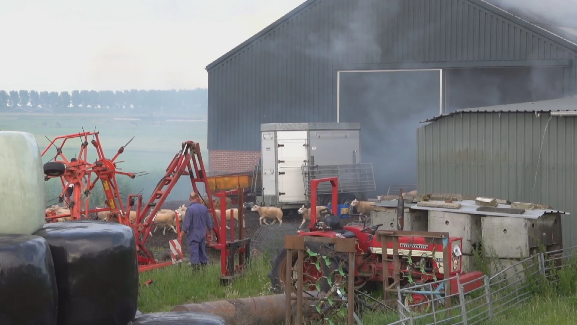 Brandweer en omstanders redden tientallen schapen bij schuurbrand Avenhorn
