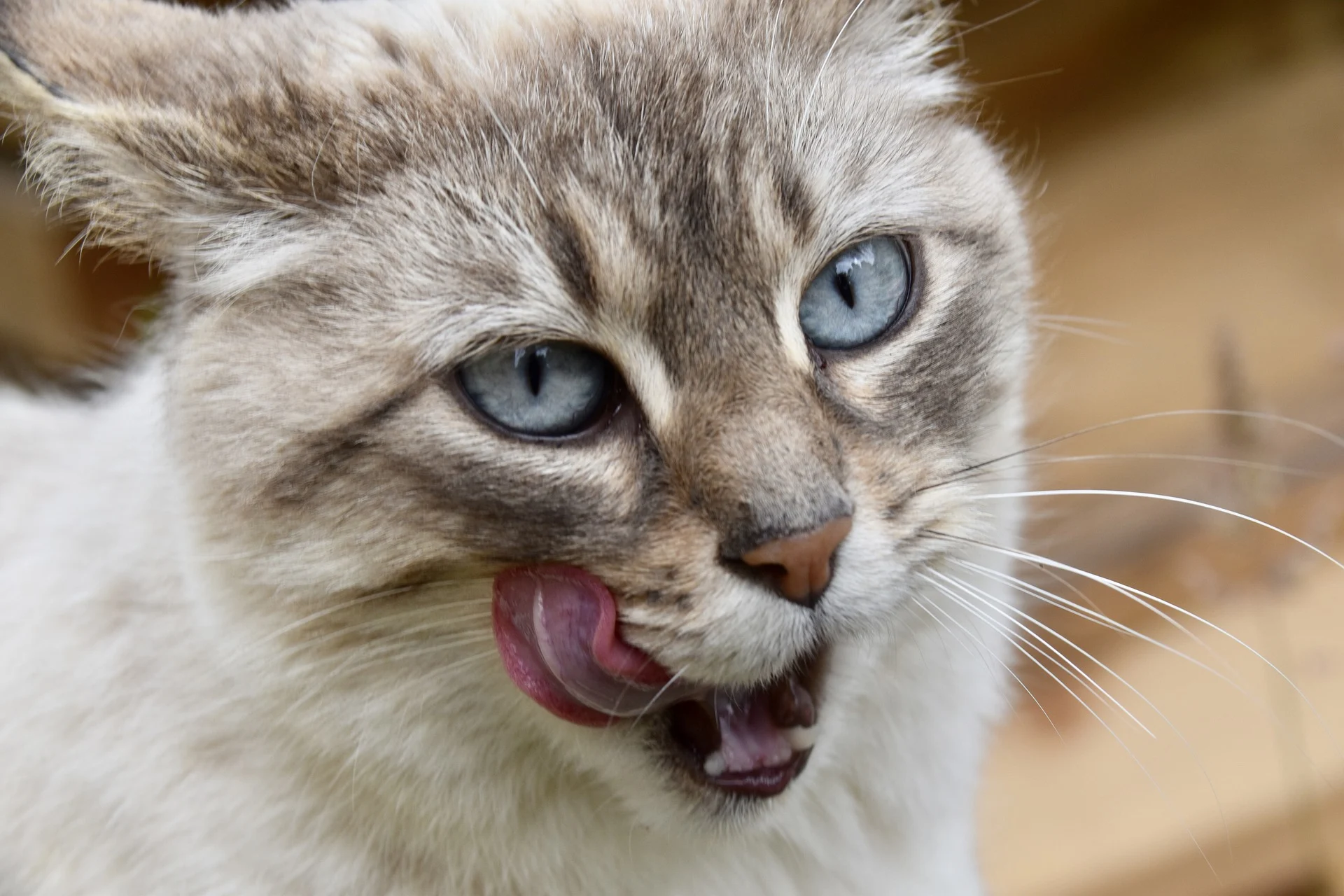 Dierenambulance Amsterdam gaat gratis honden, katten en konijnen chippen: 'Een chip kan levens redden'