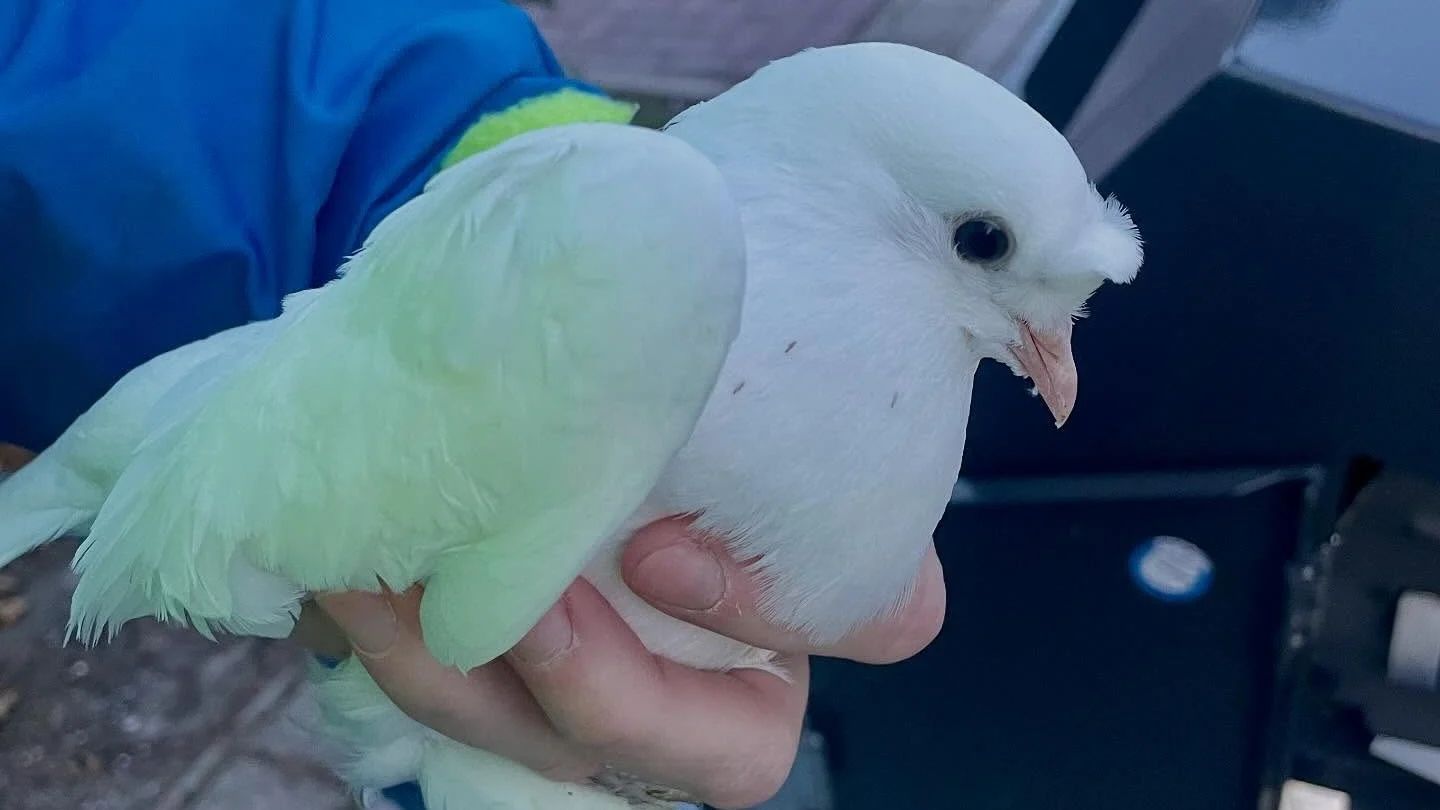 Duif opgesloten in Utrechtse afvalcontainer: 'Schokkend dat dit bewust is gedaan'