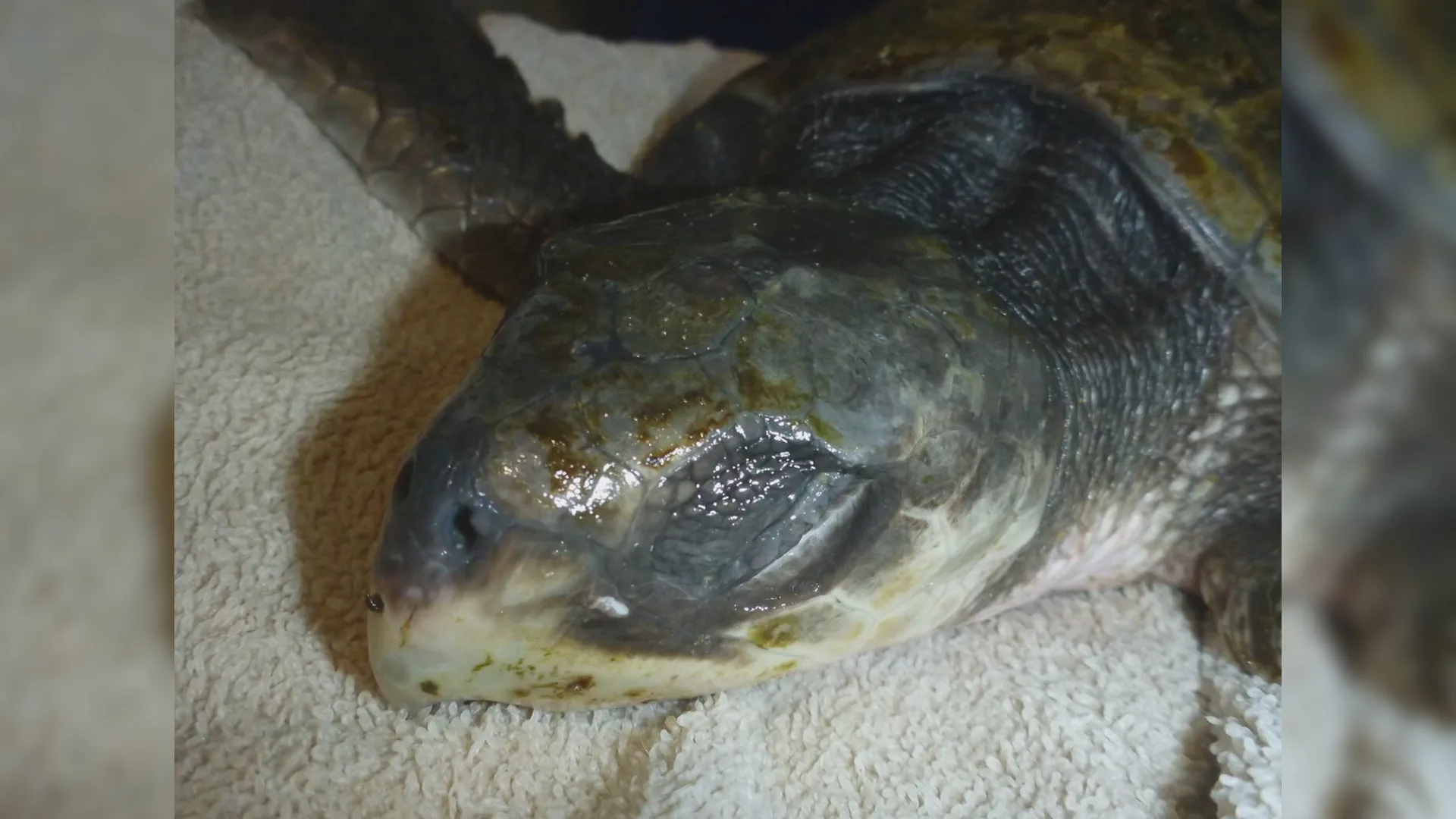 Aangespoelde zeldzame zeeschildpad Bløf overleden