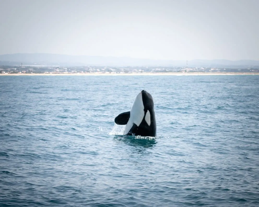 Nederlandse zeilers vrezen orka's aan de Portugese kust