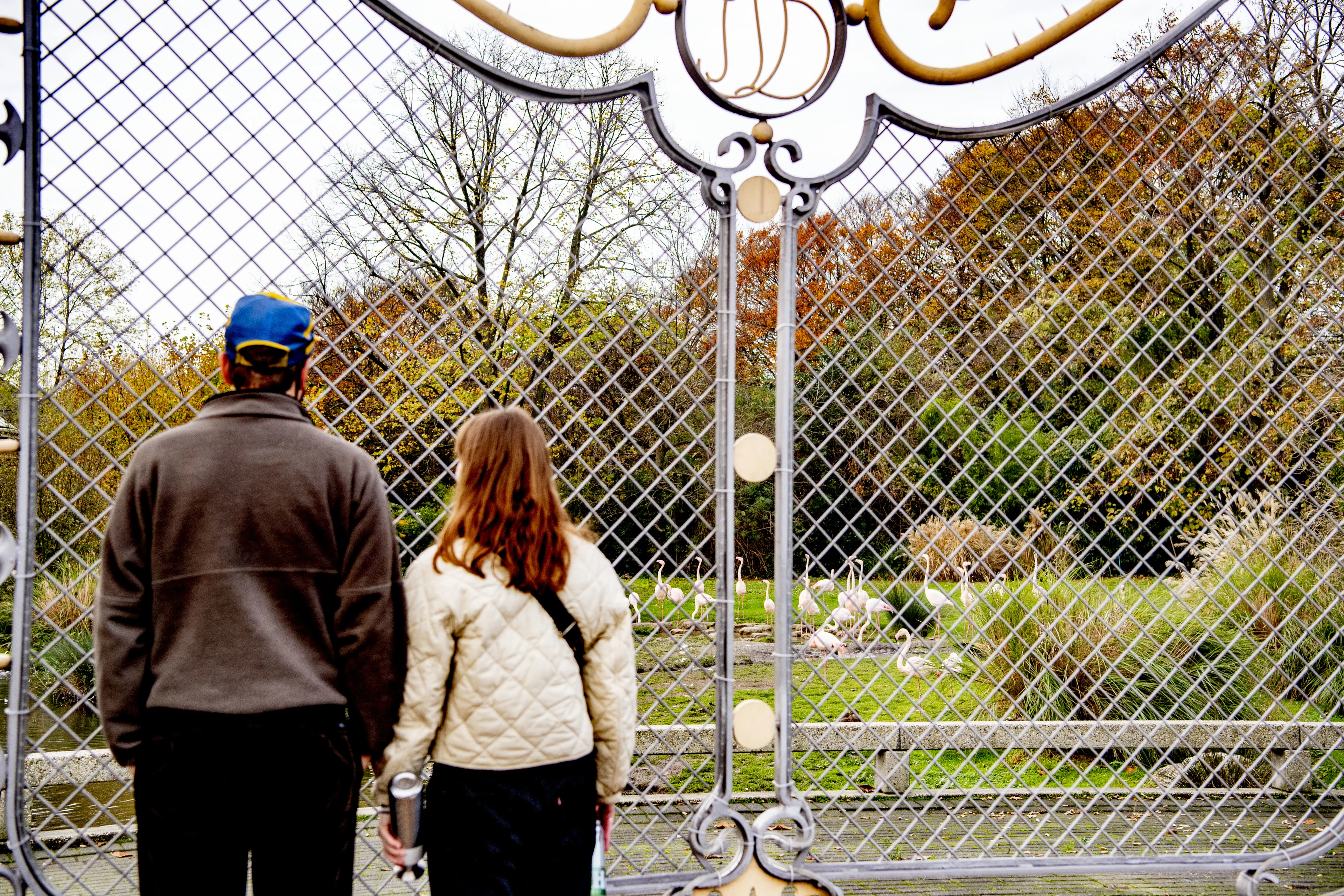 Dierenorganisaties dreigen aangifte te doen als Blijdorp gezonde dieren afmaakt uit geldnood