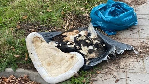 Meisjes vinden vuilniszak vol mishandelde verdronken kittens