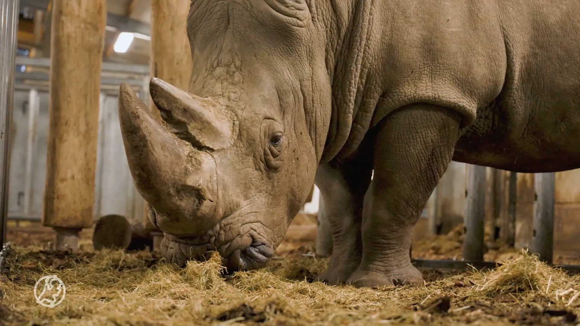 Vruchtbare Breedlipneushoorn verhuist van Burgers' Zoo naar België