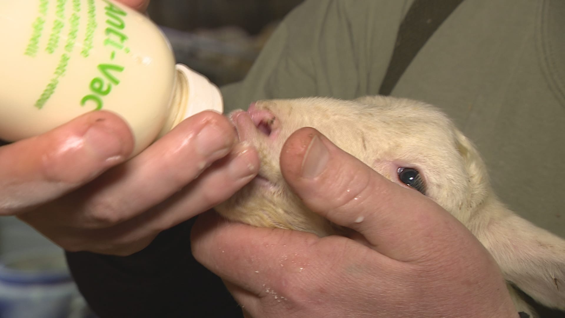 Schapenboeren houden hart vast voor voorjaar: 'Dringend vaccin nodig'