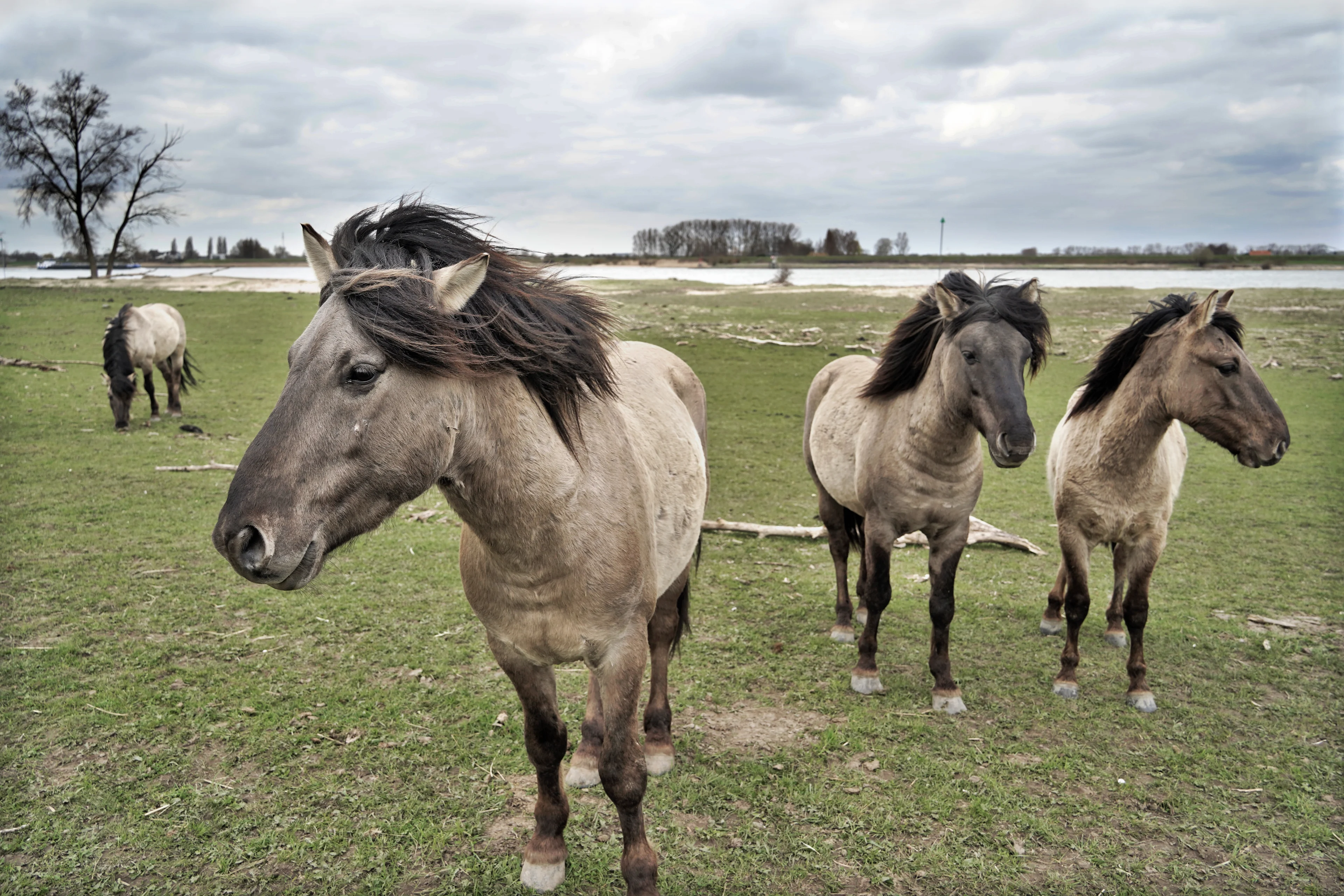 Grote grazers Oostvaardersplassen zonder vergunning doodgeschoten