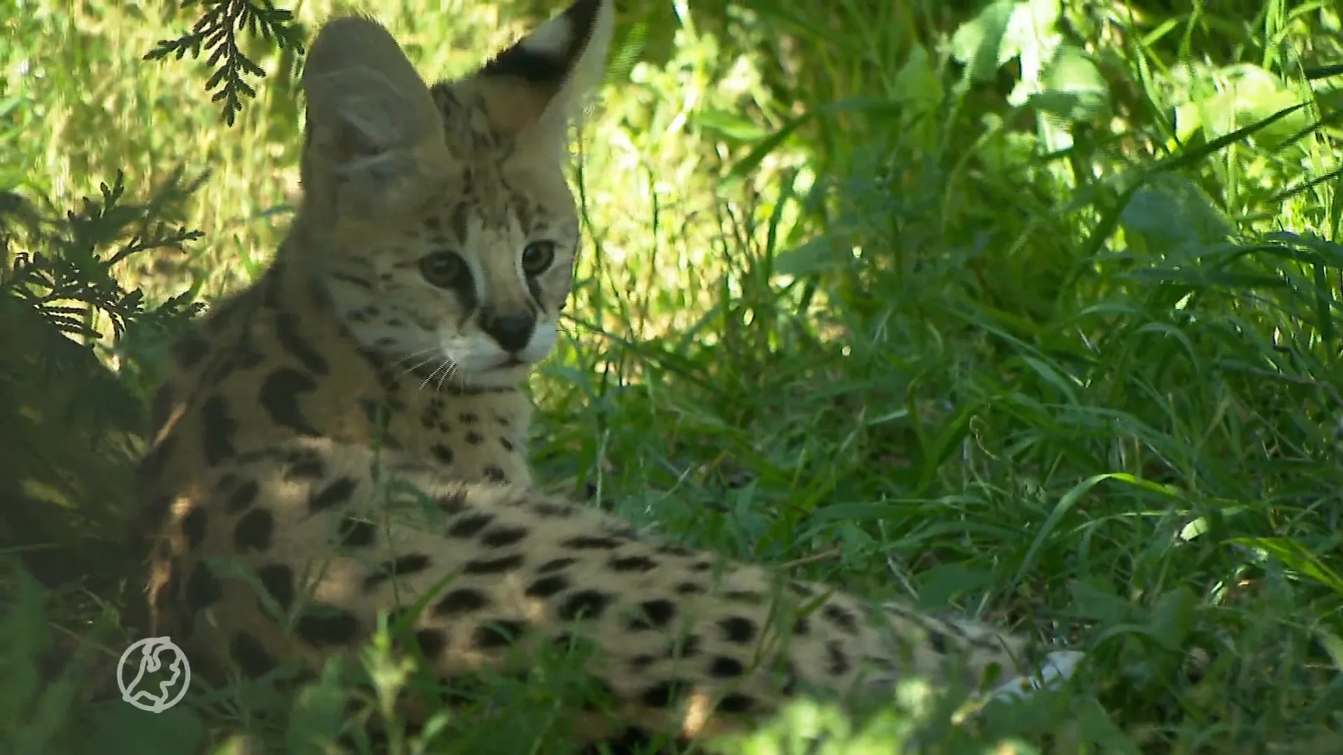 Kangoeroes, capibara's en flamingo's: raakt Ruben zijn 'Ark van Noach' kwijt? 